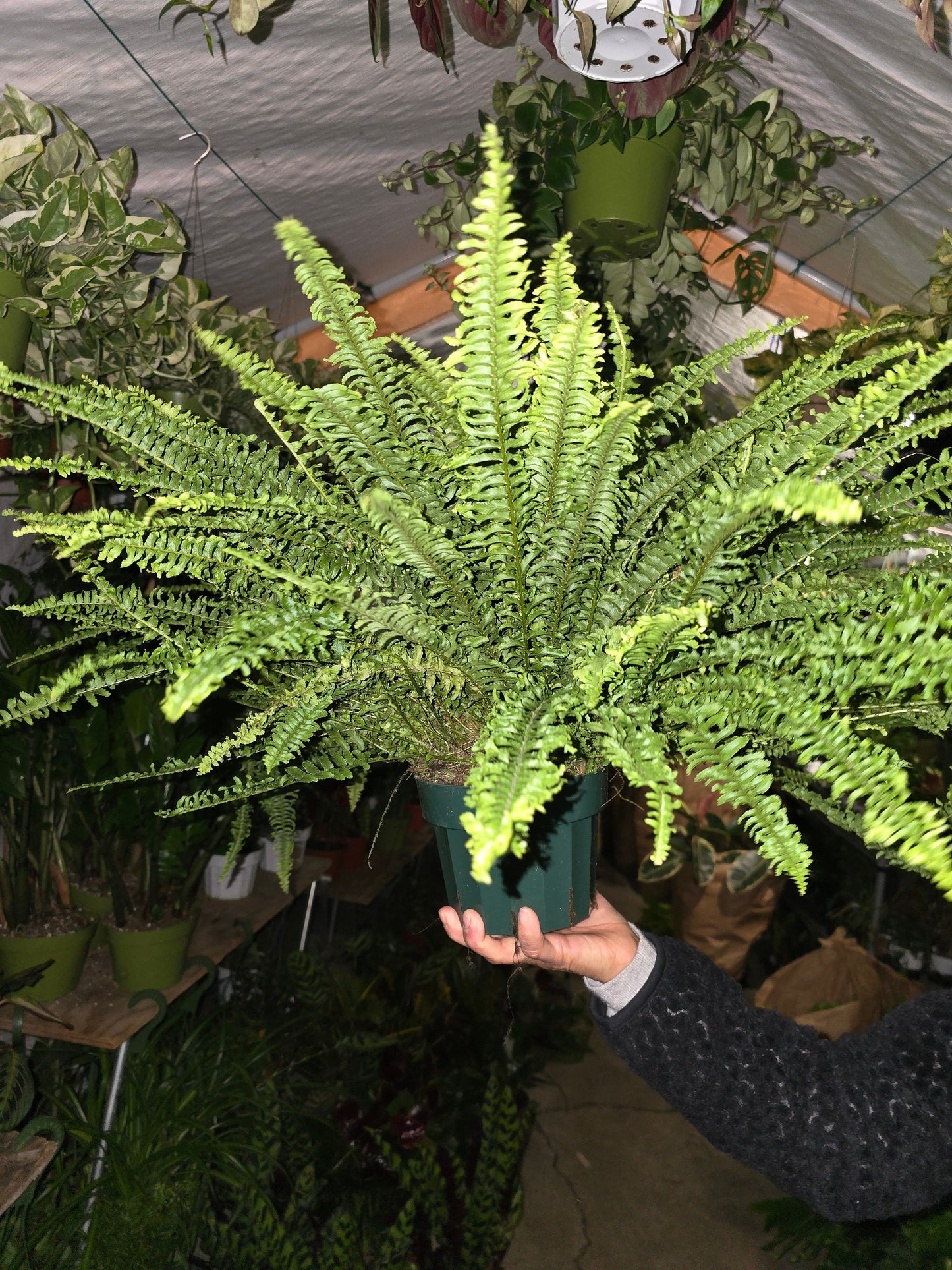 6 inch pot- XL Fern Nephrolepis obliterata (Kimberly Queen Fern) in Hanging pot easy care, very bushy plant - Get similar to the picture - 🪴 Voelk Art & Plants Inc 🪴
