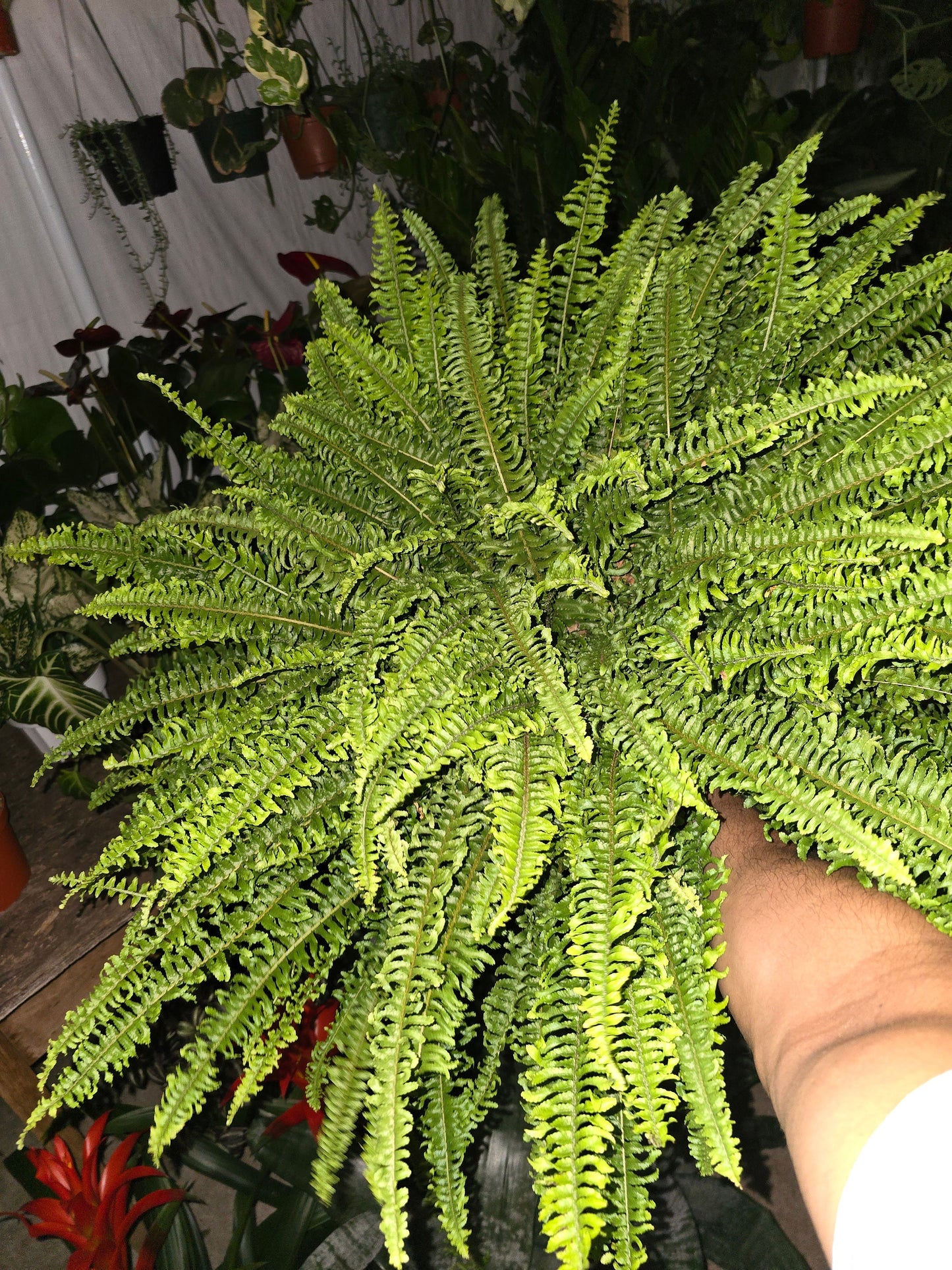 6 inch pot- XL Fern Nephrolepis obliterata (Kimberly Queen Fern) in Hanging pot easy care, very bushy plant - Get similar to the picture - 🪴 Voelk Art & Plants Inc 🪴
