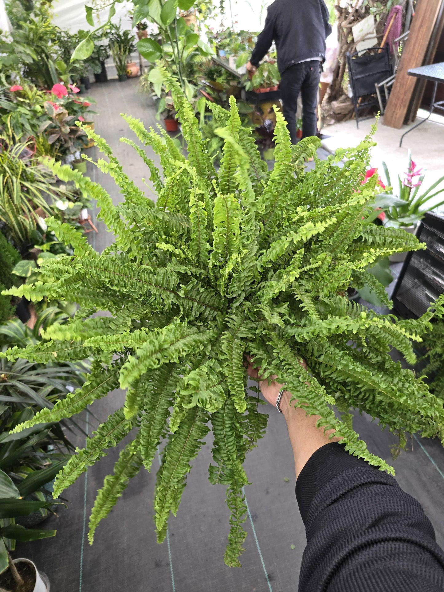 6 inch pot- XL Fern Nephrolepis obliterata (Kimberly Queen Fern) in Hanging pot easy care, very bushy plant - Get similar to the picture - 🪴 Voelk Art & Plants Inc 🪴