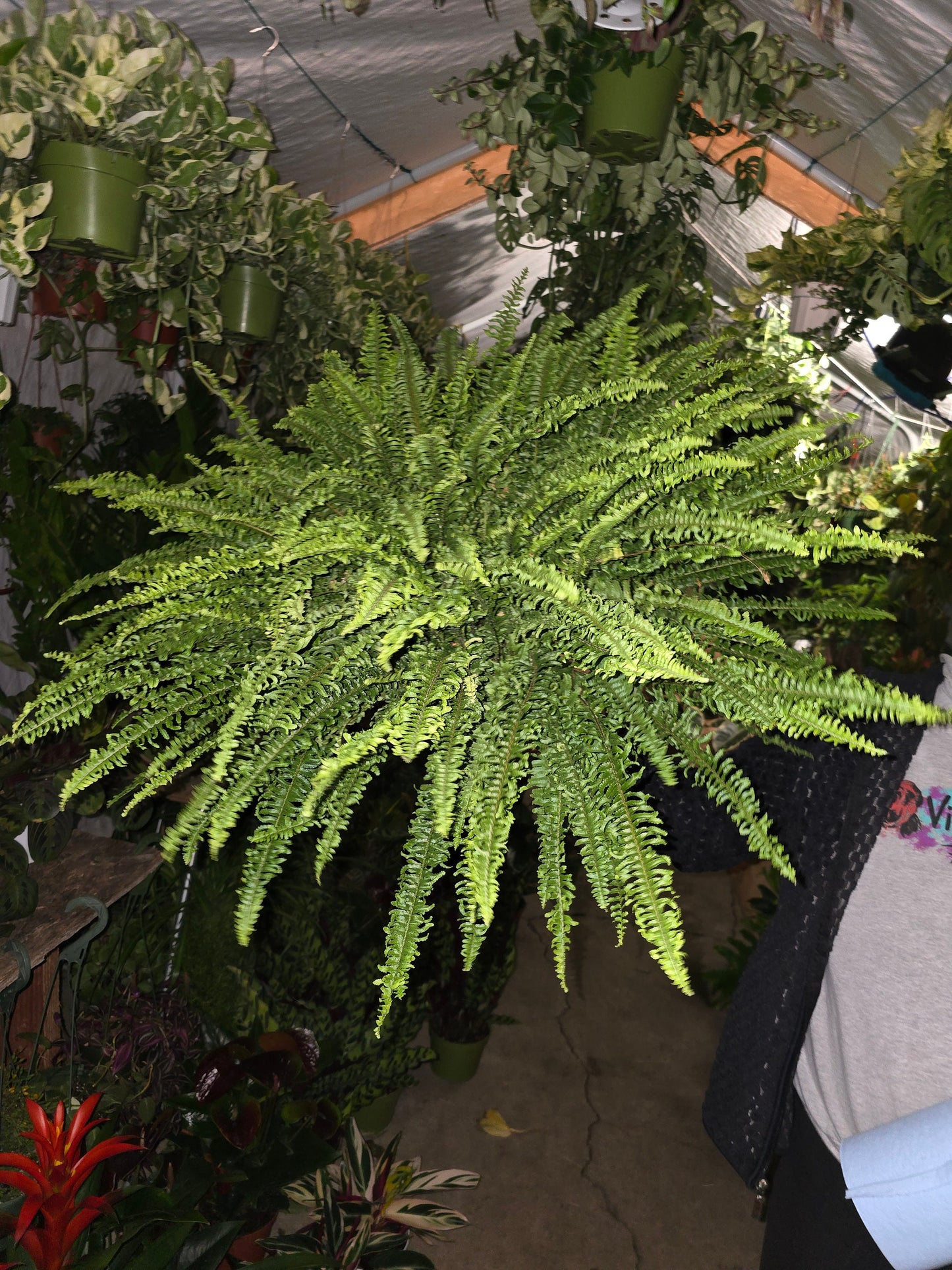 6 inch pot- XL Fern Nephrolepis obliterata (Kimberly Queen Fern) in Hanging pot easy care, very bushy plant - Get similar to the picture - 🪴 Voelk Art & Plants Inc 🪴