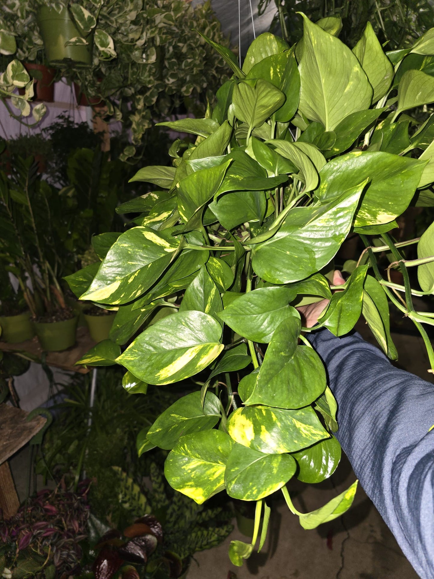 6 inch Pot- XL Golden Pothos hanging plant Elegant Air Purifier Big Bushy plant- Get similar to picture - 🪴 Voelk Art & Plants Inc 🪴