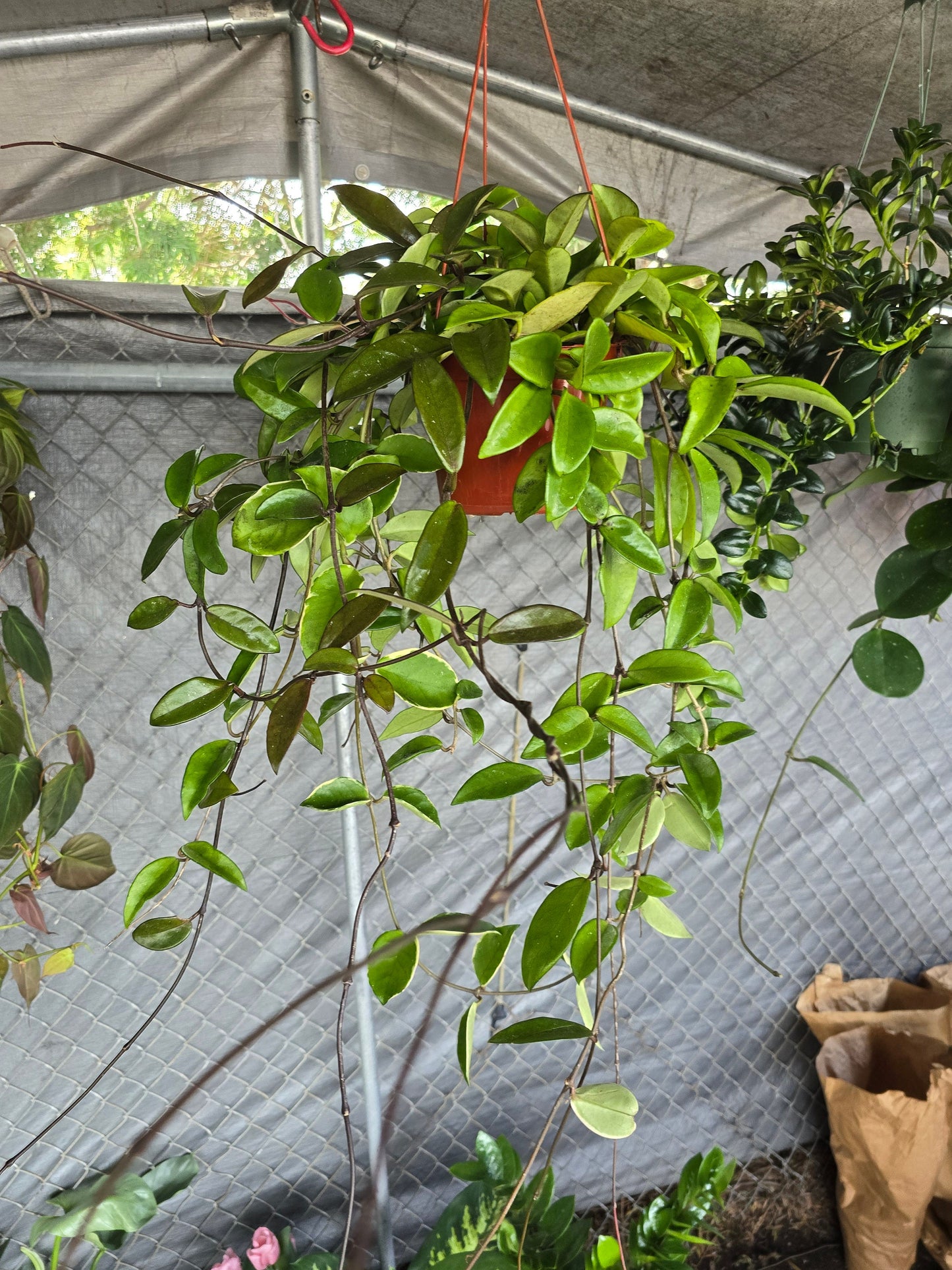 6 inch Pot - XL Hanging, Hoya Carnosa Jade Easy Care - Get similar to picture - 🪴 Voelk Art & Plants Inc 🪴