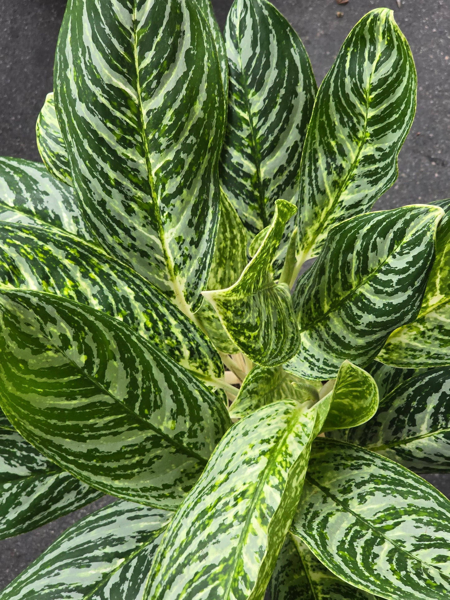 6 inch Pot-XL plant Aglaonema Golden Madonna, Variegated, Easy Care Houseplant, Air-Purifying Indoor Plant - Get similar to the picture - 🪴 Voelk Art & Plants Inc 🪴