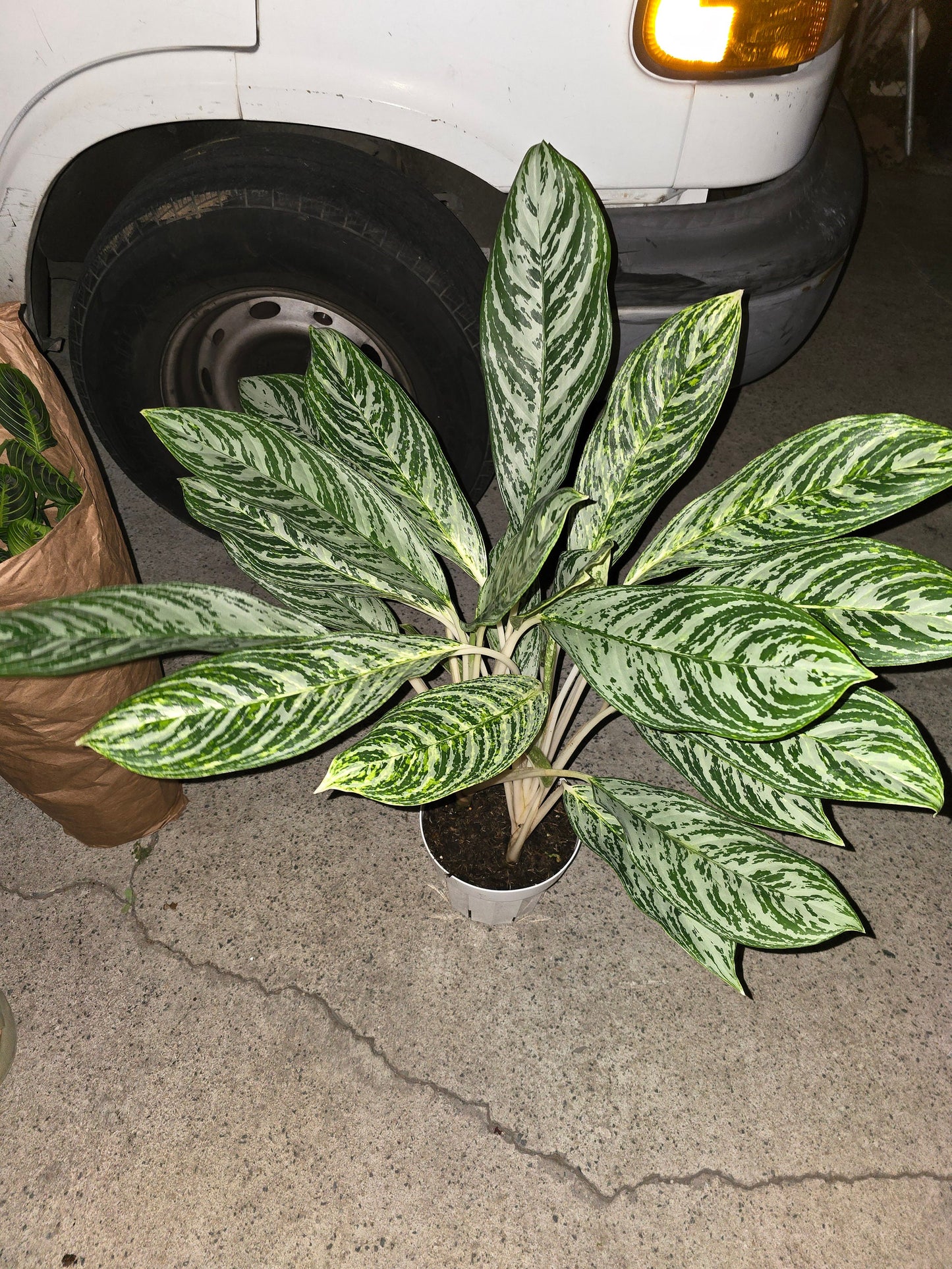6 inch Pot-XL plant Aglaonema Golden Madonna, Variegated, Easy Care Houseplant, Air-Purifying Indoor Plant - Get similar to the picture - 🪴 Voelk Art & Plants Inc 🪴