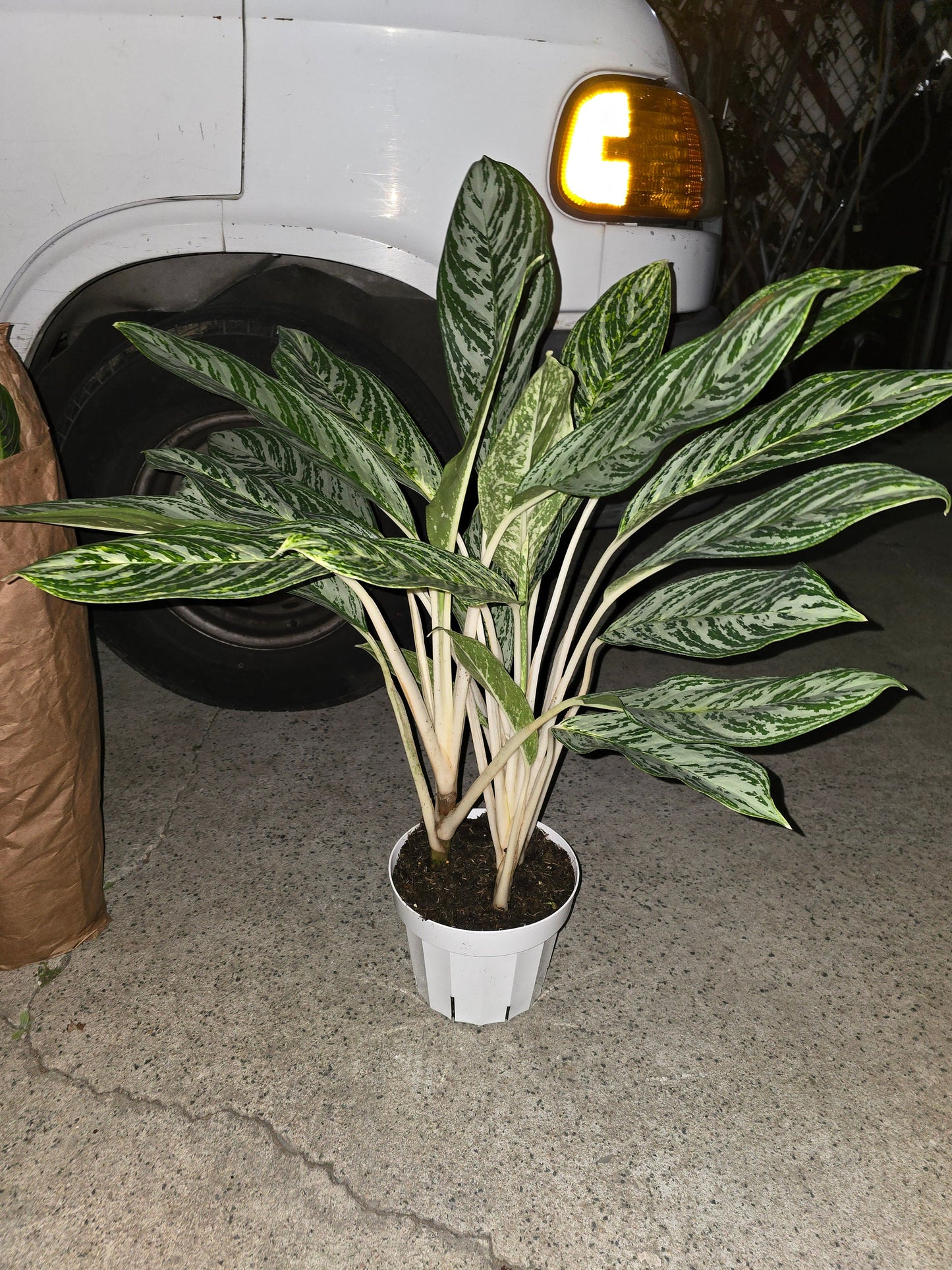 6 inch Pot-XL plant Aglaonema Golden Madonna, Variegated, Easy Care Houseplant, Air-Purifying Indoor Plant - Get similar to the picture - 🪴 Voelk Art & Plants Inc 🪴