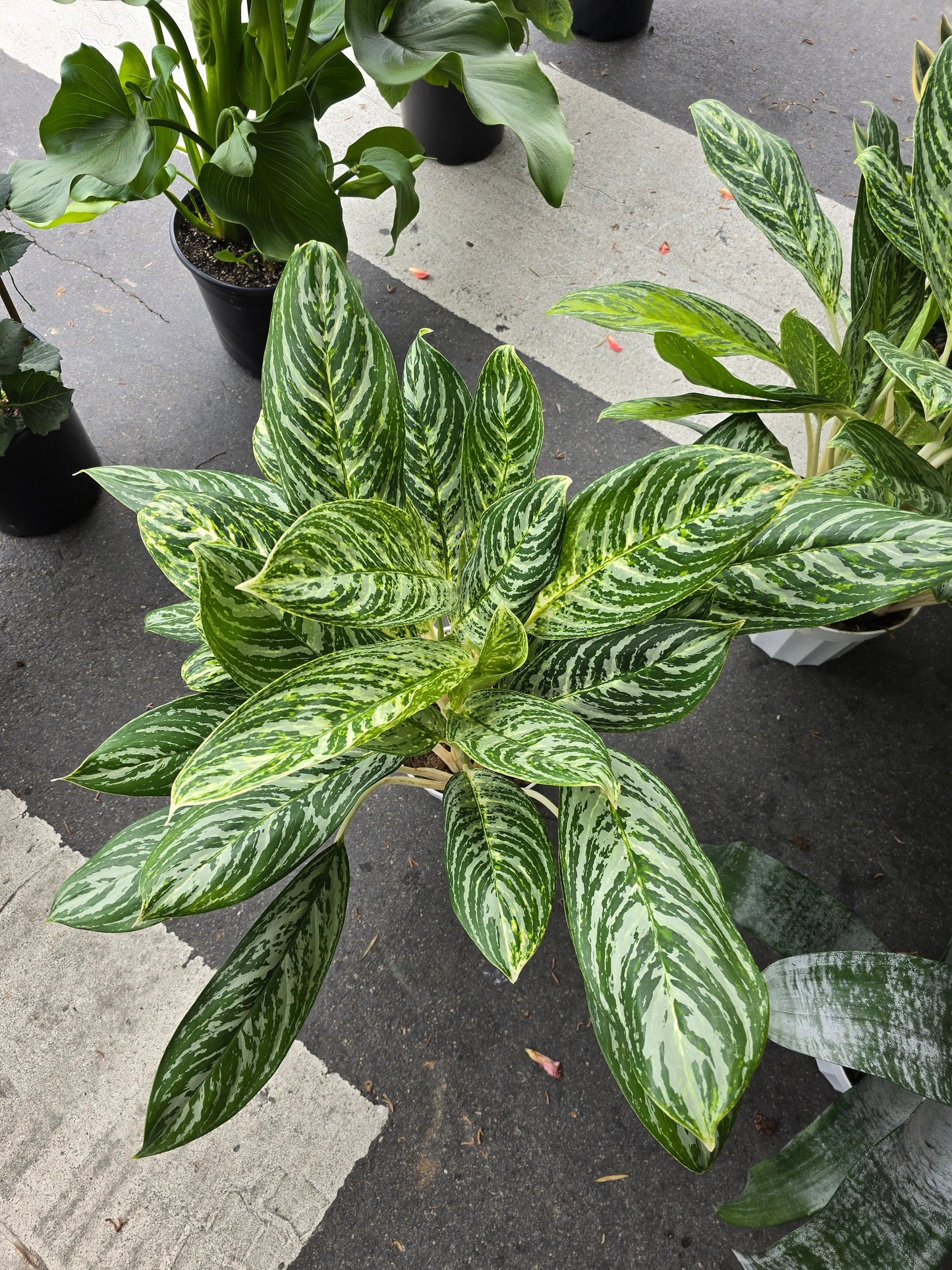 6 inch Pot-XL plant Aglaonema Golden Madonna, Variegated, Easy Care Houseplant, Air-Purifying Indoor Plant - Get similar to the picture - 🪴 Voelk Art & Plants Inc 🪴