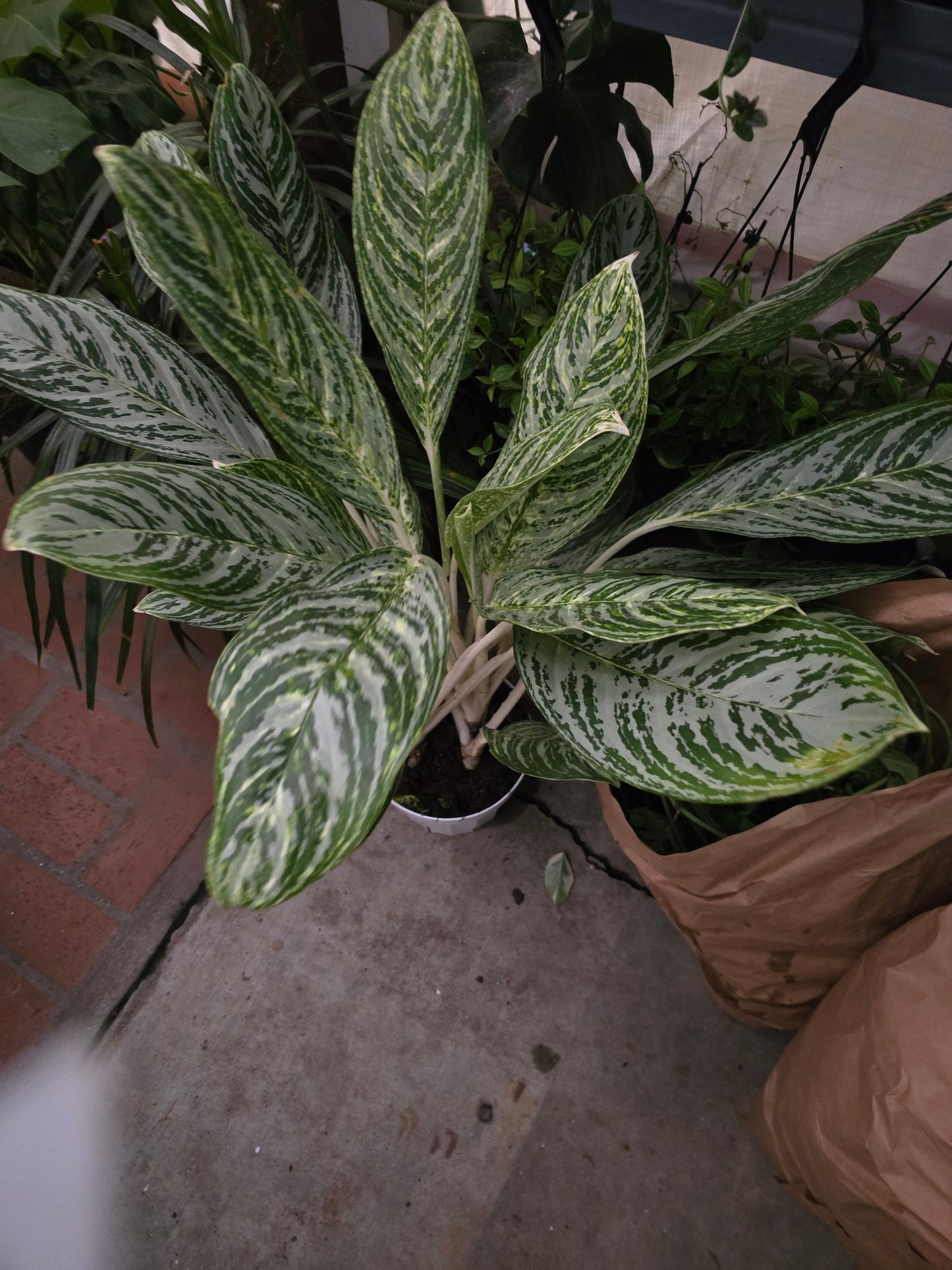 6 inch Pot-XL plant Aglaonema Golden Madonna, Variegated, Easy Care Houseplant, Air-Purifying Indoor Plant - Get similar to the picture - 🪴 Voelk Art & Plants Inc 🪴