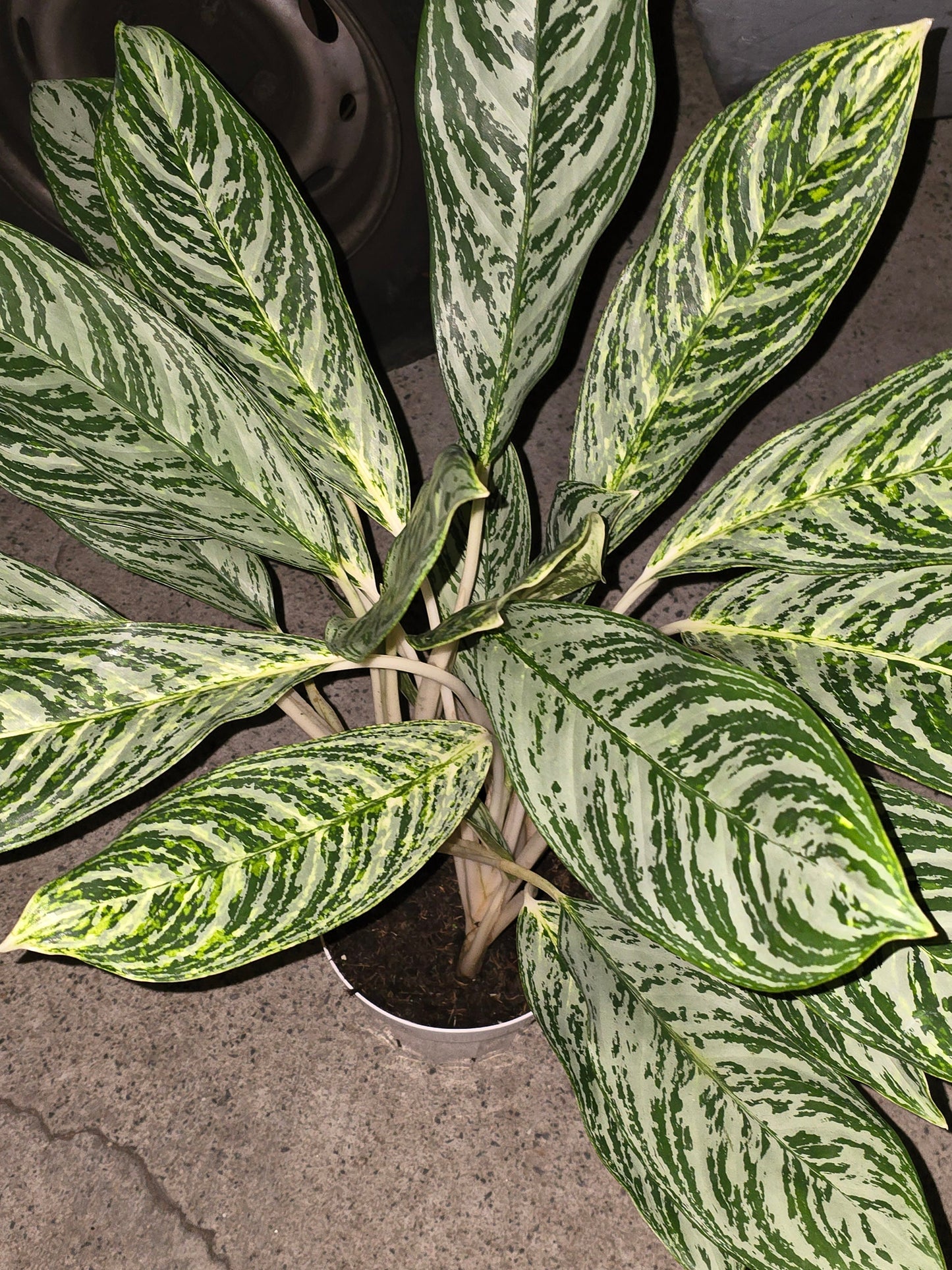 6 inch Pot-XL plant Aglaonema Golden Madonna, Variegated, Easy Care Houseplant, Air-Purifying Indoor Plant - Get similar to the picture - 🪴 Voelk Art & Plants Inc 🪴