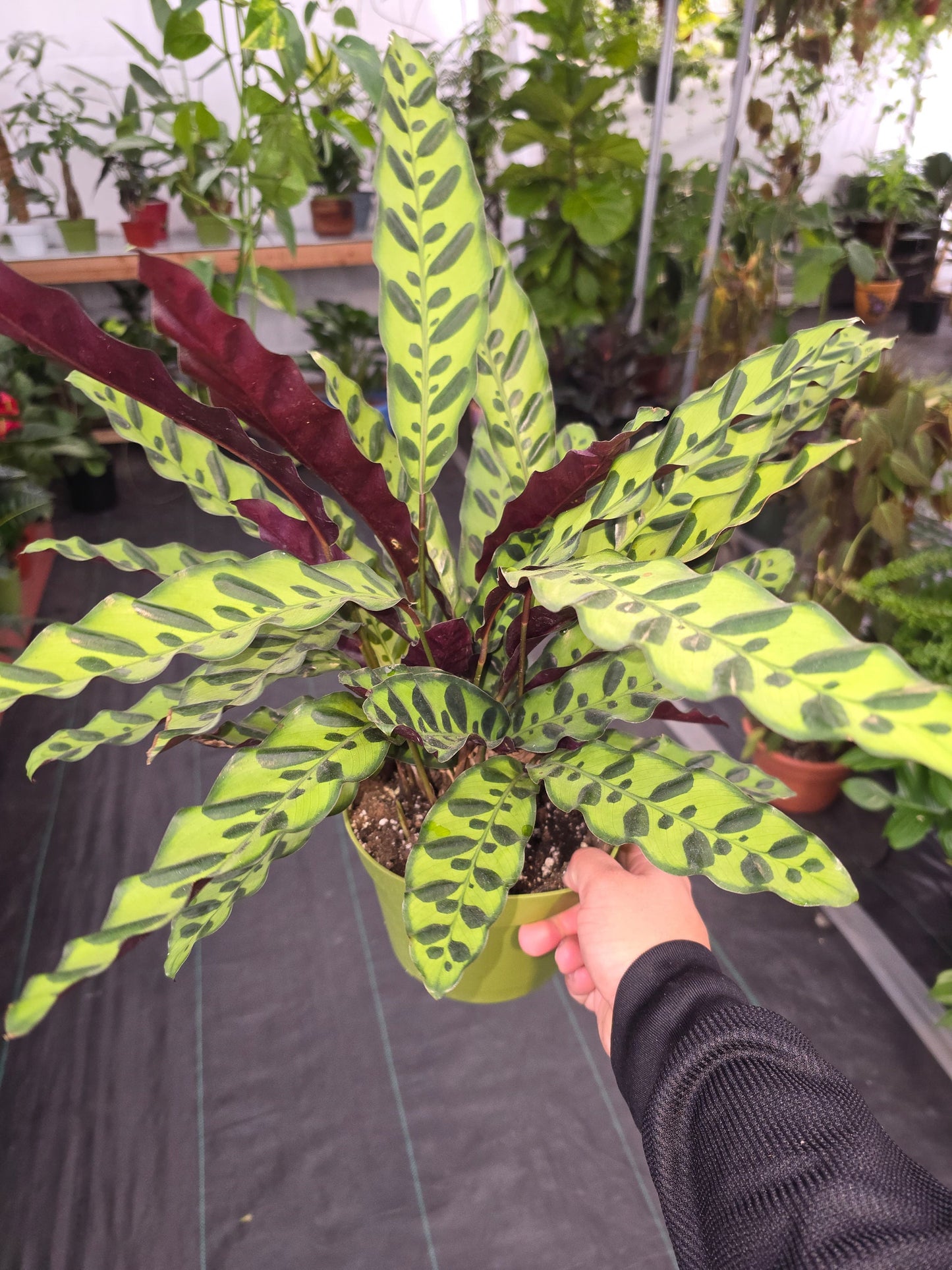 6 inch Pot XL plant - Calathea Rattlesnake Prayer Plant - Easy Care - air Purifier indolr Live Plant Get similar to the picture - 🪴 Voelk Art & Plants Inc 🪴