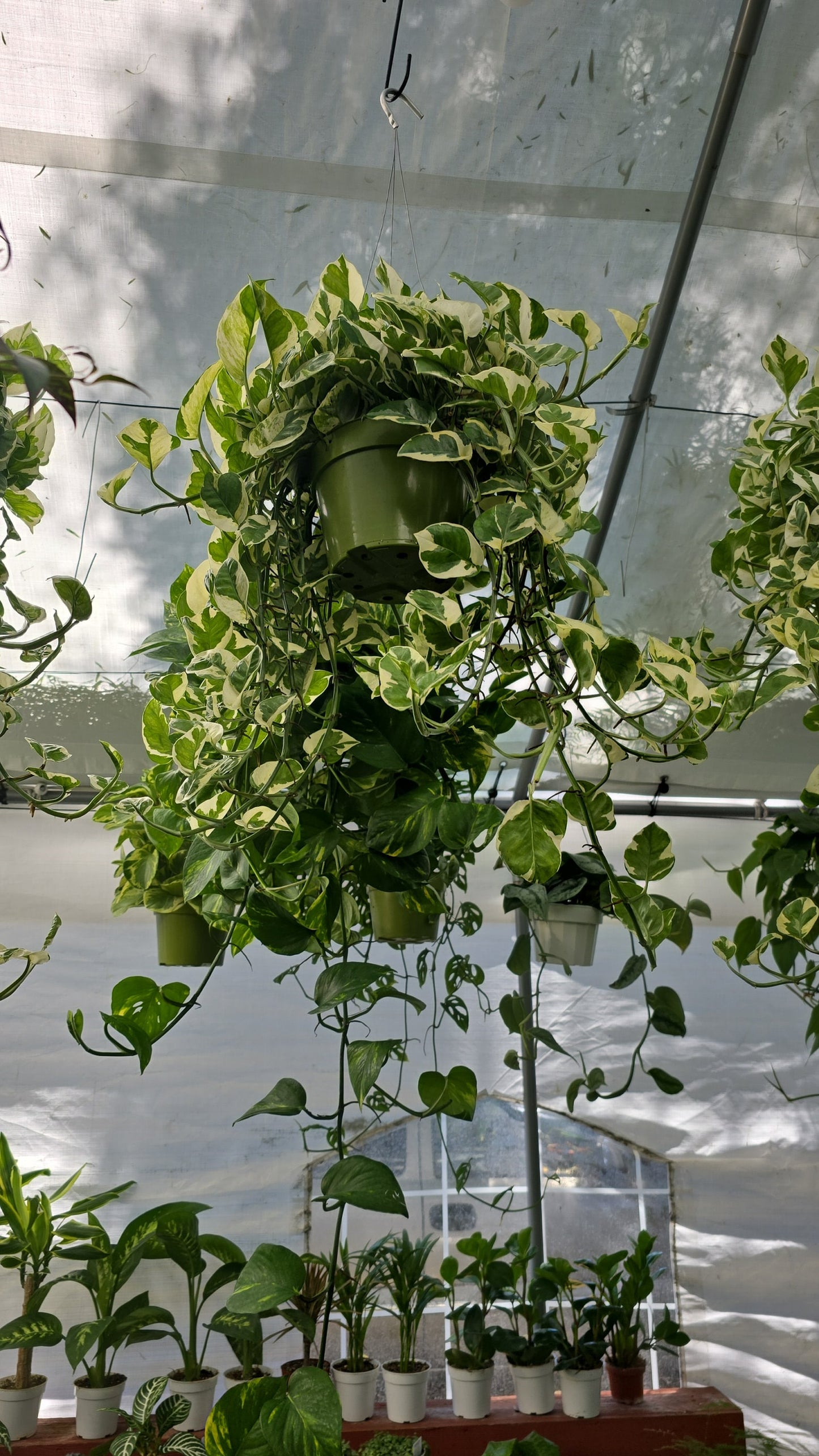 6 inch Pot XL Plant - Pearls and Jade Pothos - N' Joy pothos - Indoor plant air Purifier- Get similar as picture! - 🪴 Voelk Art & Plants Inc 🪴