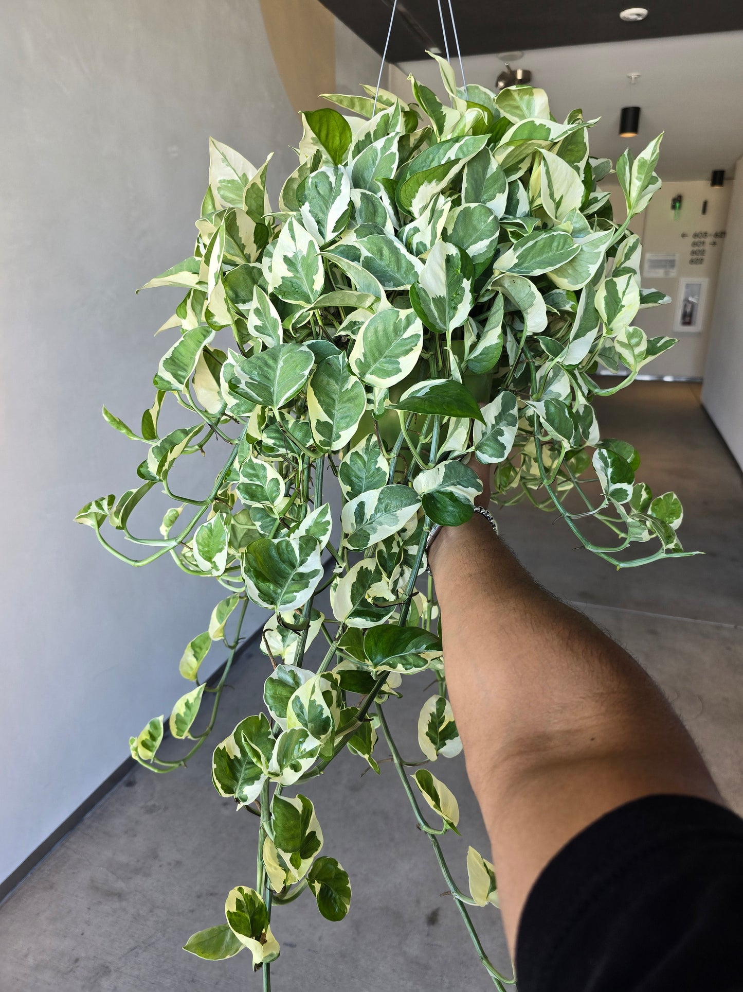 6 inch Pot XL Plant - Pearls and Jade Pothos - N' Joy pothos - Indoor plant air Purifier- Get similar as picture! - 🪴 Voelk Art & Plants Inc 🪴