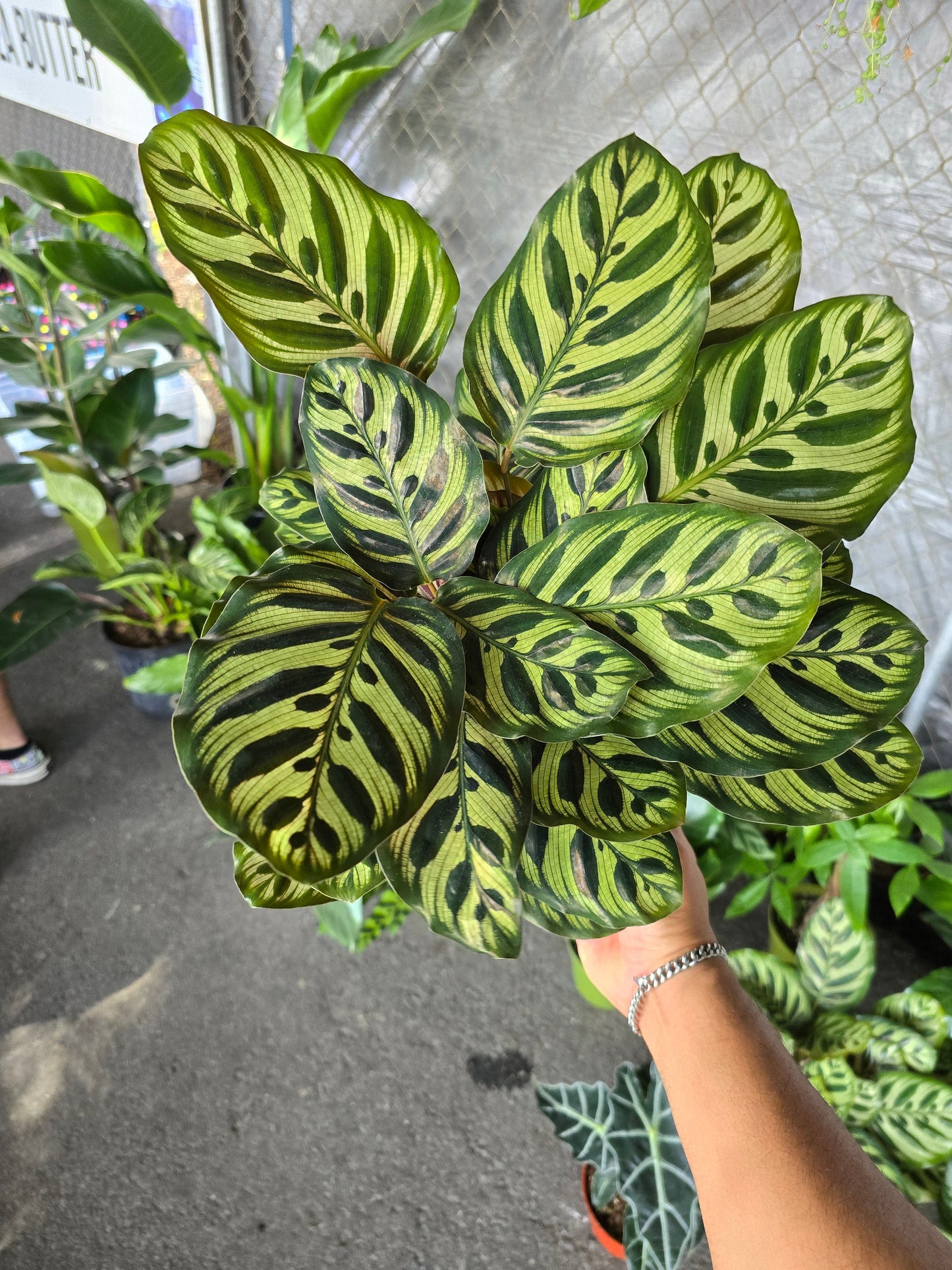 6 inch Pot - XL size Calathea Burle Marxii Prayer Plant "Peacock Plant- Live Plant Online - Calathea Burle Marxii - Beautiful and Elegant Indoor - 🪴 Voelk Art & Plants Inc 🪴