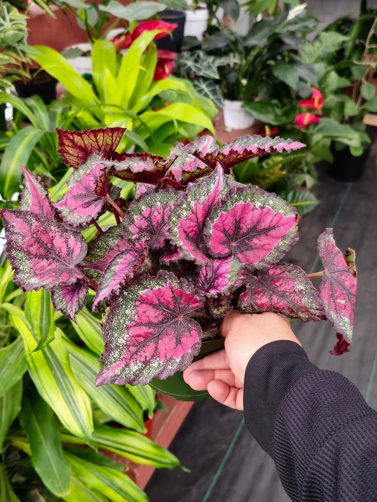 6 inchPot - Raspberry Beret, Begonia Rex, Painted-Leaf Winter Begonia, Unique Homegrown Exclusive, Variegated - in USA - 🪴 Voelk Art & Plants Inc 🪴