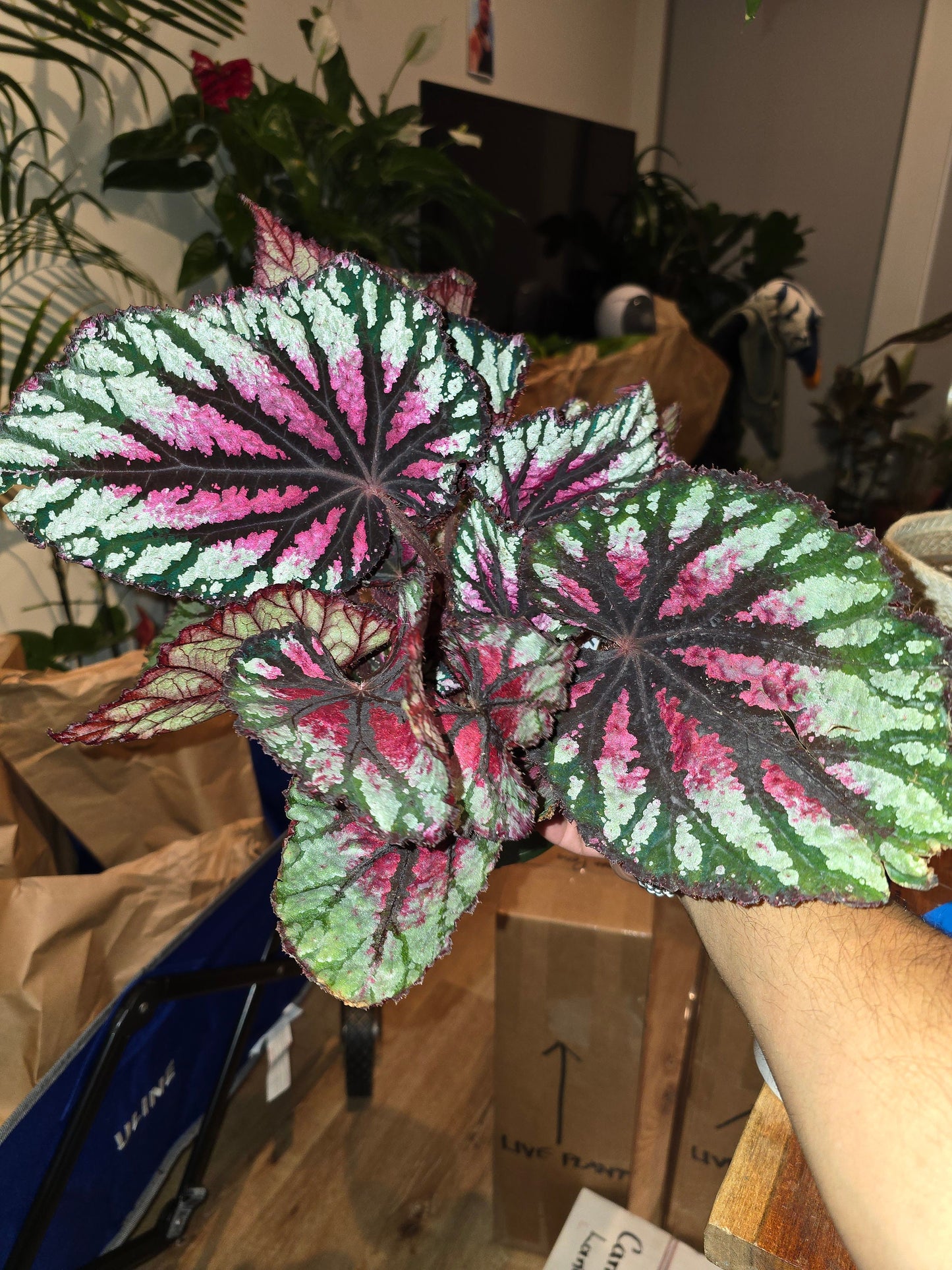 6 inchPot - Raspberry Beret, Begonia Rex, Painted-Leaf Winter Begonia, Unique Homegrown Exclusive, Variegated - in USA - 🪴 Voelk Art & Plants Inc 🪴