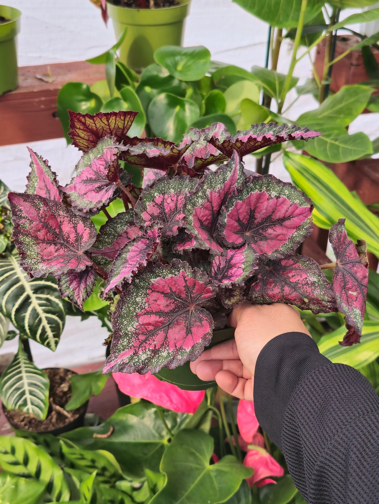 6 inchPot - Raspberry Beret, Begonia Rex, Painted-Leaf Winter Begonia, Unique Homegrown Exclusive, Variegated - in USA - 🪴 Voelk Art & Plants Inc 🪴