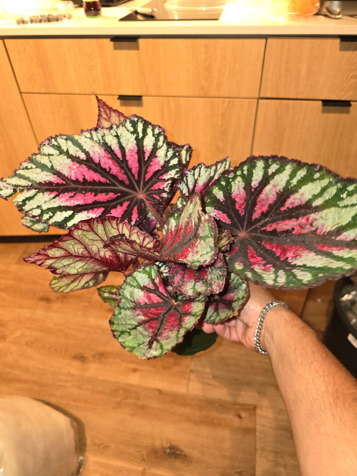 6 inchPot - Raspberry Beret, Begonia Rex, Painted-Leaf Winter Begonia, Unique Homegrown Exclusive, Variegated - in USA - 🪴 Voelk Art & Plants Inc 🪴