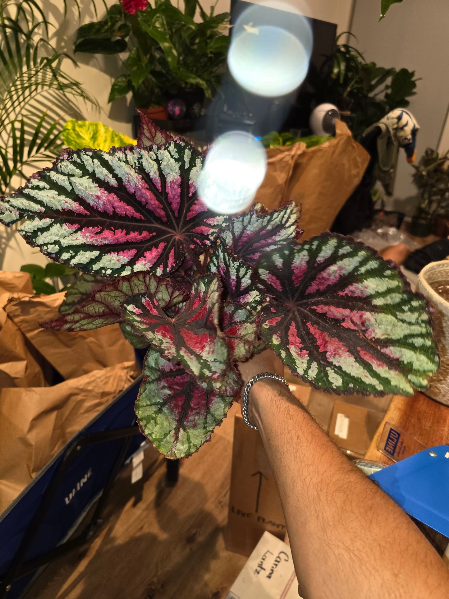6 inchPot - Raspberry Beret, Begonia Rex, Painted-Leaf Winter Begonia, Unique Homegrown Exclusive, Variegated - in USA - 🪴 Voelk Art & Plants Inc 🪴