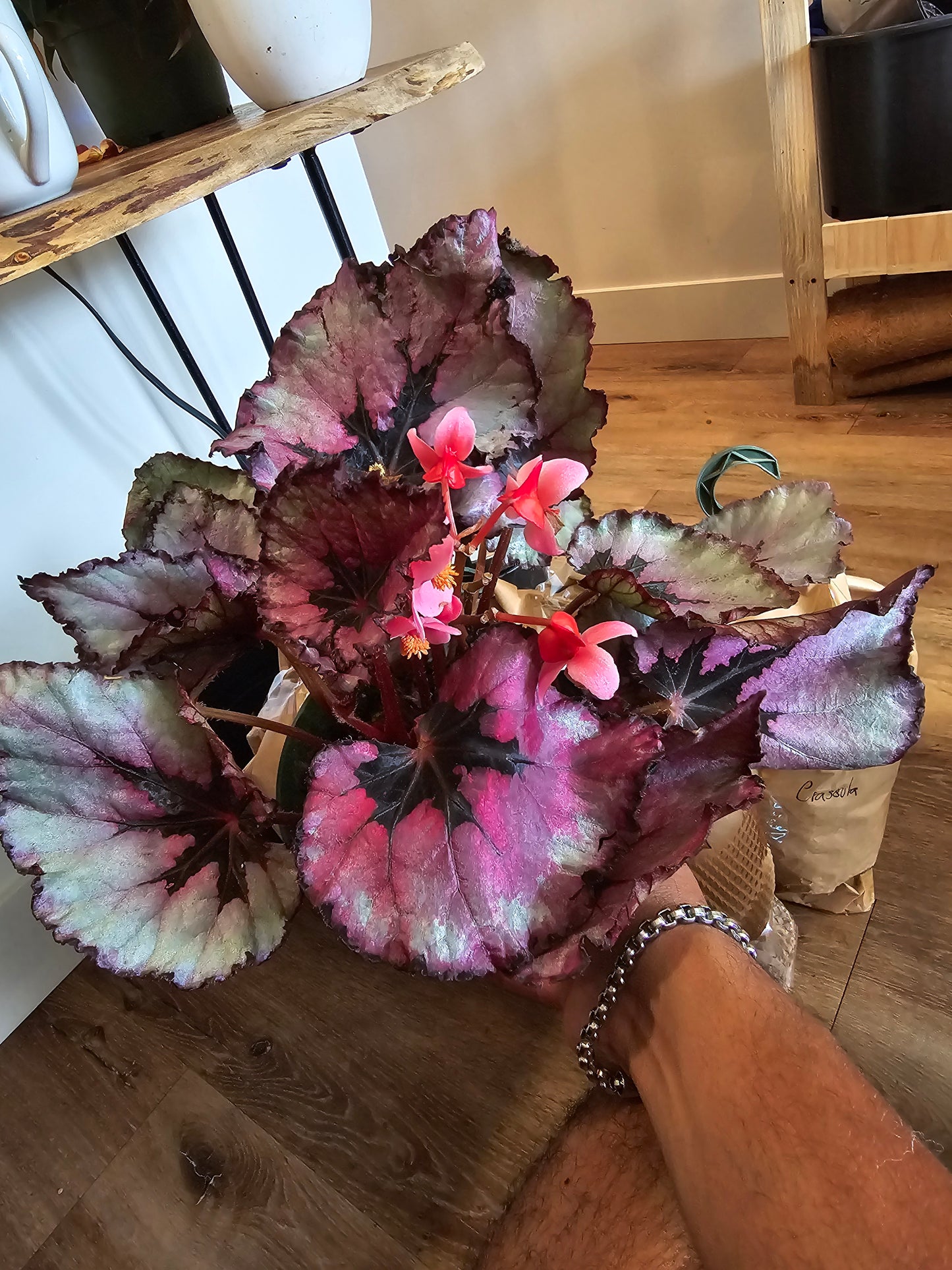 6 inchPot - Raspberry Beret, Begonia Rex, Painted-Leaf Winter Begonia, Unique Homegrown Exclusive, Variegated - in USA - 🪴 Voelk Art & Plants Inc 🪴