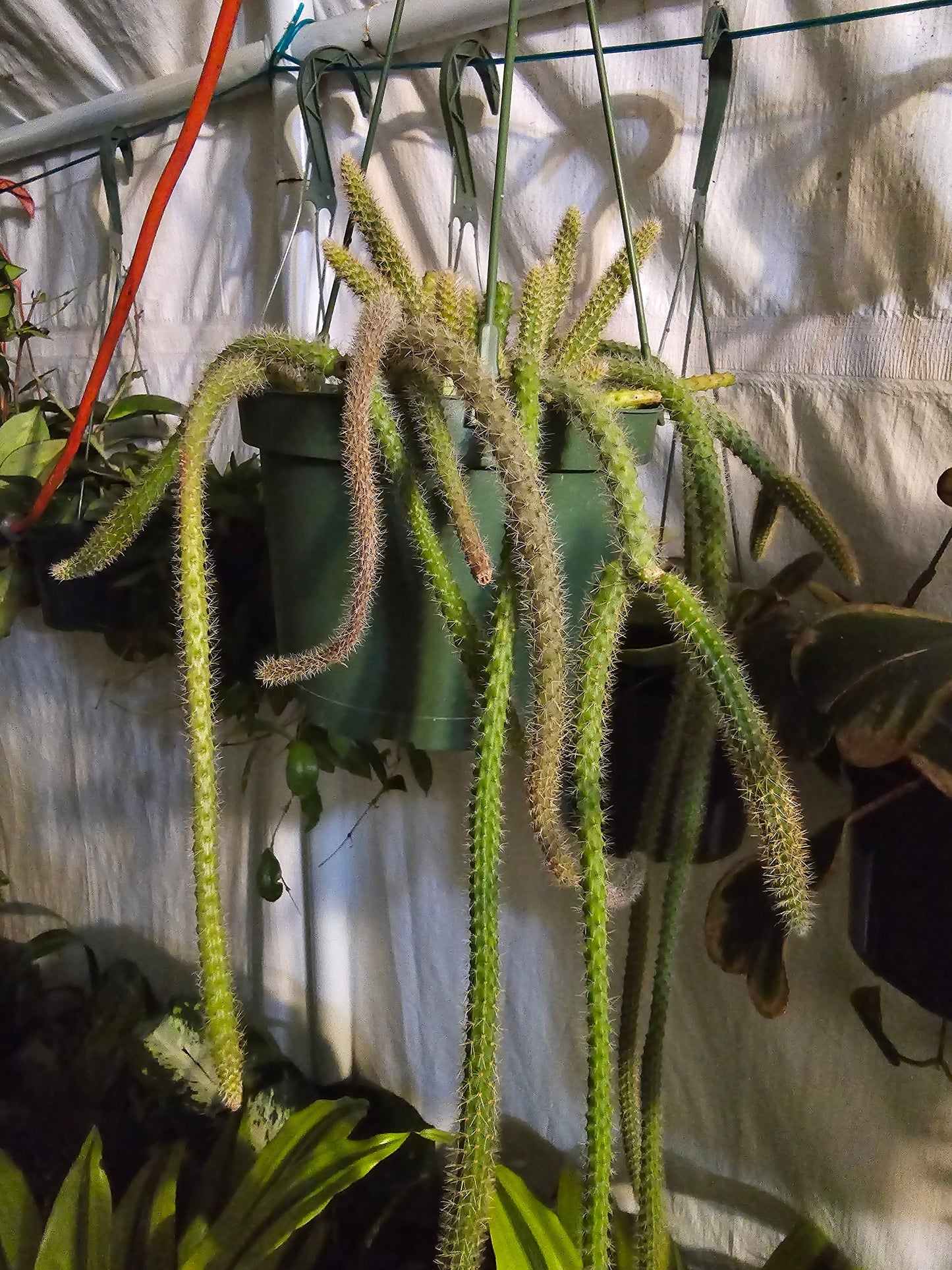 6"Pot-aporocacactus flagelliformis RAT tail Cactus Gives flowers on Spring/Summer- Get similar to pic - 🪴 Voelk Art & Plants Inc 🪴