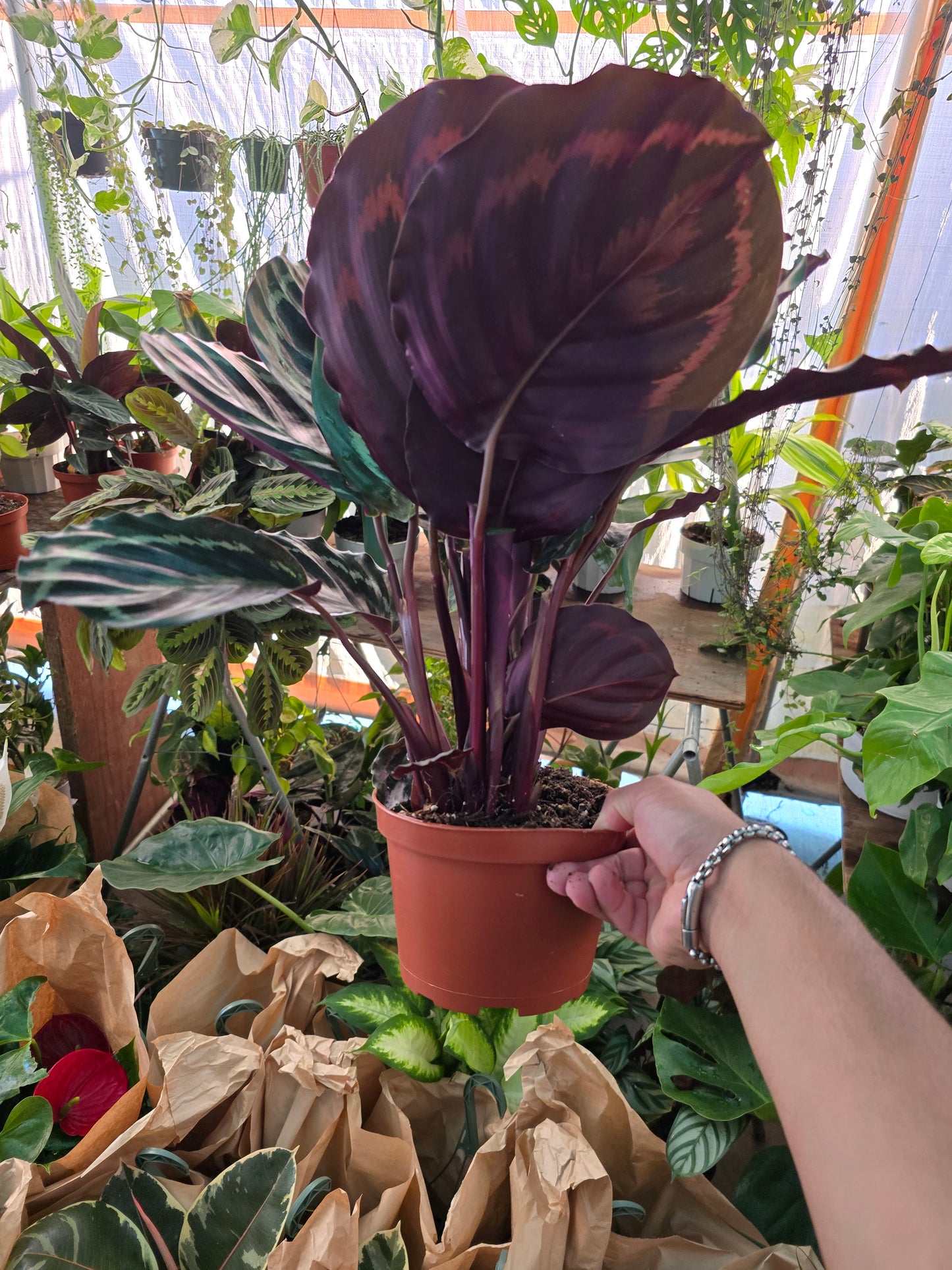 6in pot - Calathea Roseopicta indoor air purifier- Get similar to the picture - 🪴 Voelk Art & Plants Inc 🪴