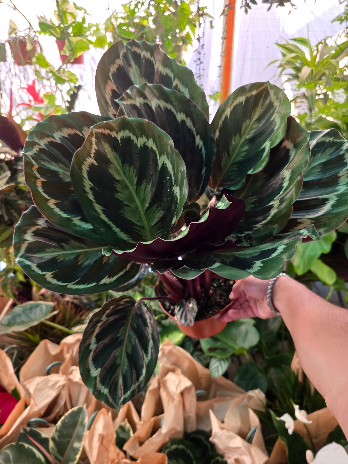 6in pot - Calathea Roseopicta indoor air purifier- Get similar to the picture - 🪴 Voelk Art & Plants Inc 🪴