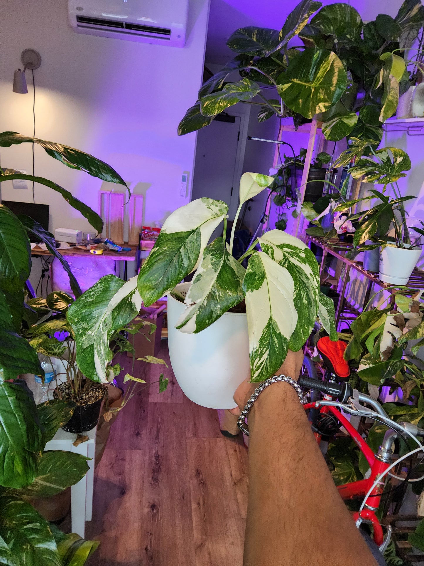 Monstera lecheriana marble full moon Albo 6+ leaves- Get similar - 🪴 Voelk Art & Plants Inc 🪴