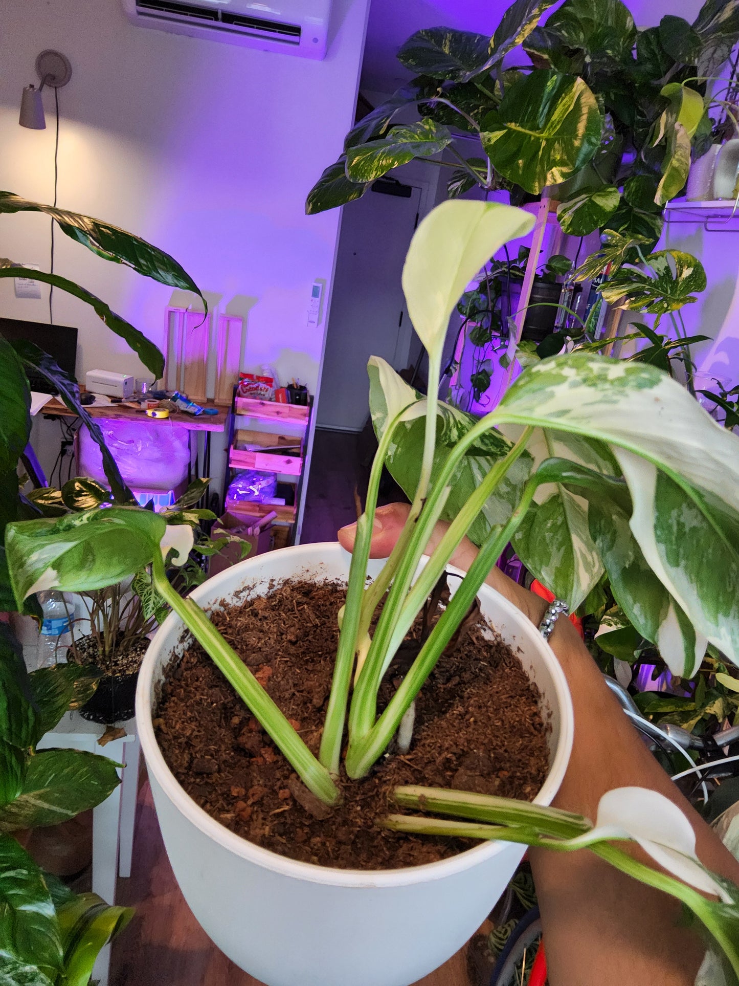 Monstera lecheriana marble full moon Albo 6+ leaves- Get similar - 🪴 Voelk Art & Plants Inc 🪴
