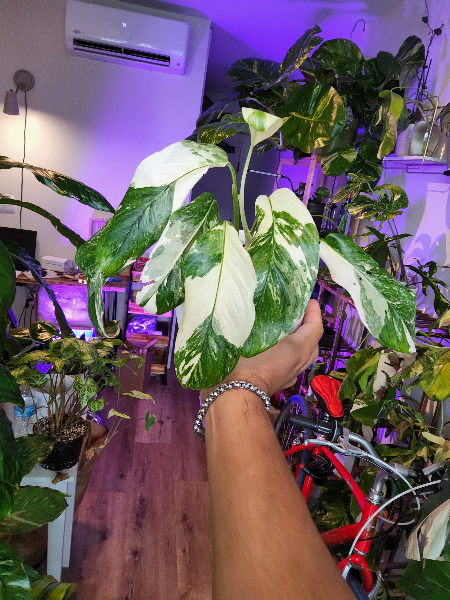Monstera lecheriana marble full moon Albo 6+ leaves- Get similar - 🪴 Voelk Art & Plants Inc 🪴