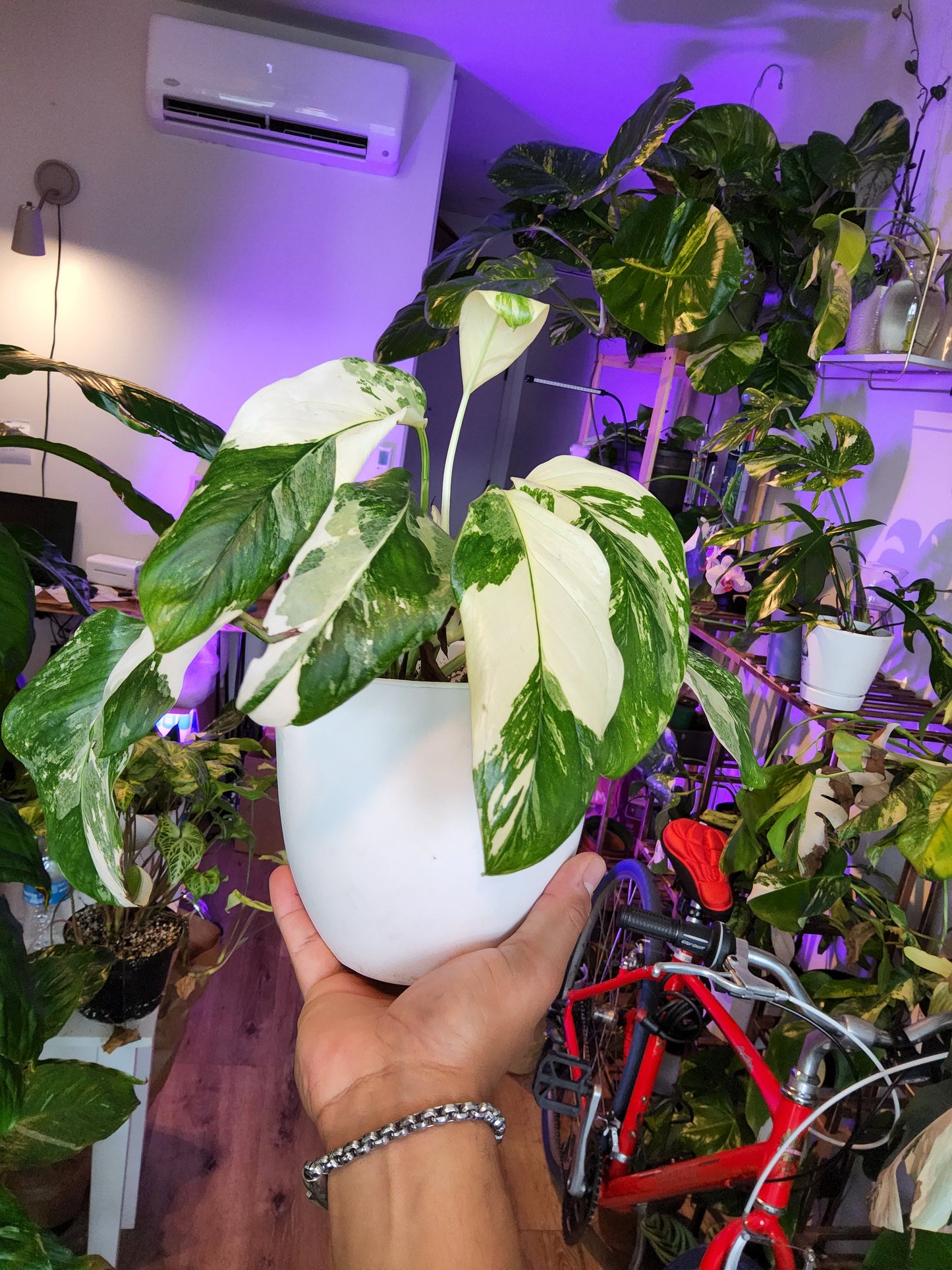 Monstera lecheriana marble full moon Albo 6+ leaves- Get similar - 🪴 Voelk Art & Plants Inc 🪴