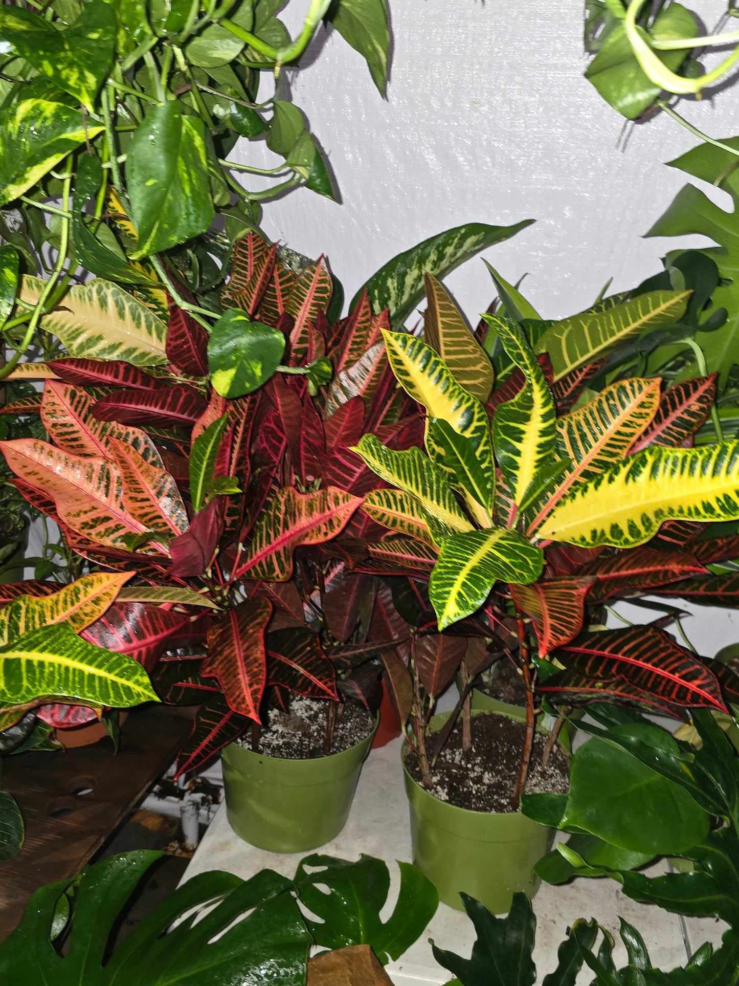 8 inch inch Pot - Croton, Petra - Codiaeum variegatum 'Petra' Easy care outdoor and indoor bright light - Get similar - 🪴 Voelk Art & Plants Inc 🪴