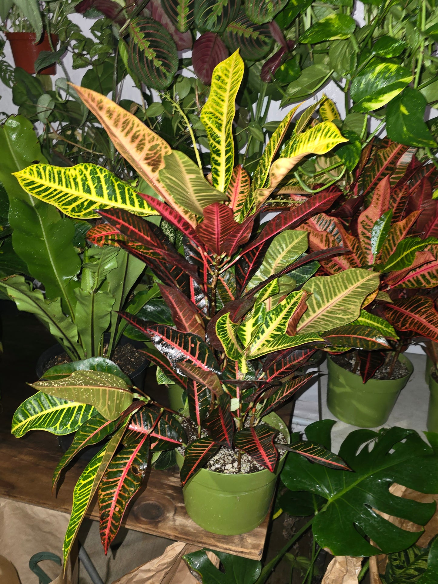 8 inch inch Pot - Croton, Petra - Codiaeum variegatum 'Petra' Easy care outdoor and indoor bright light - Get similar - 🪴 Voelk Art & Plants Inc 🪴