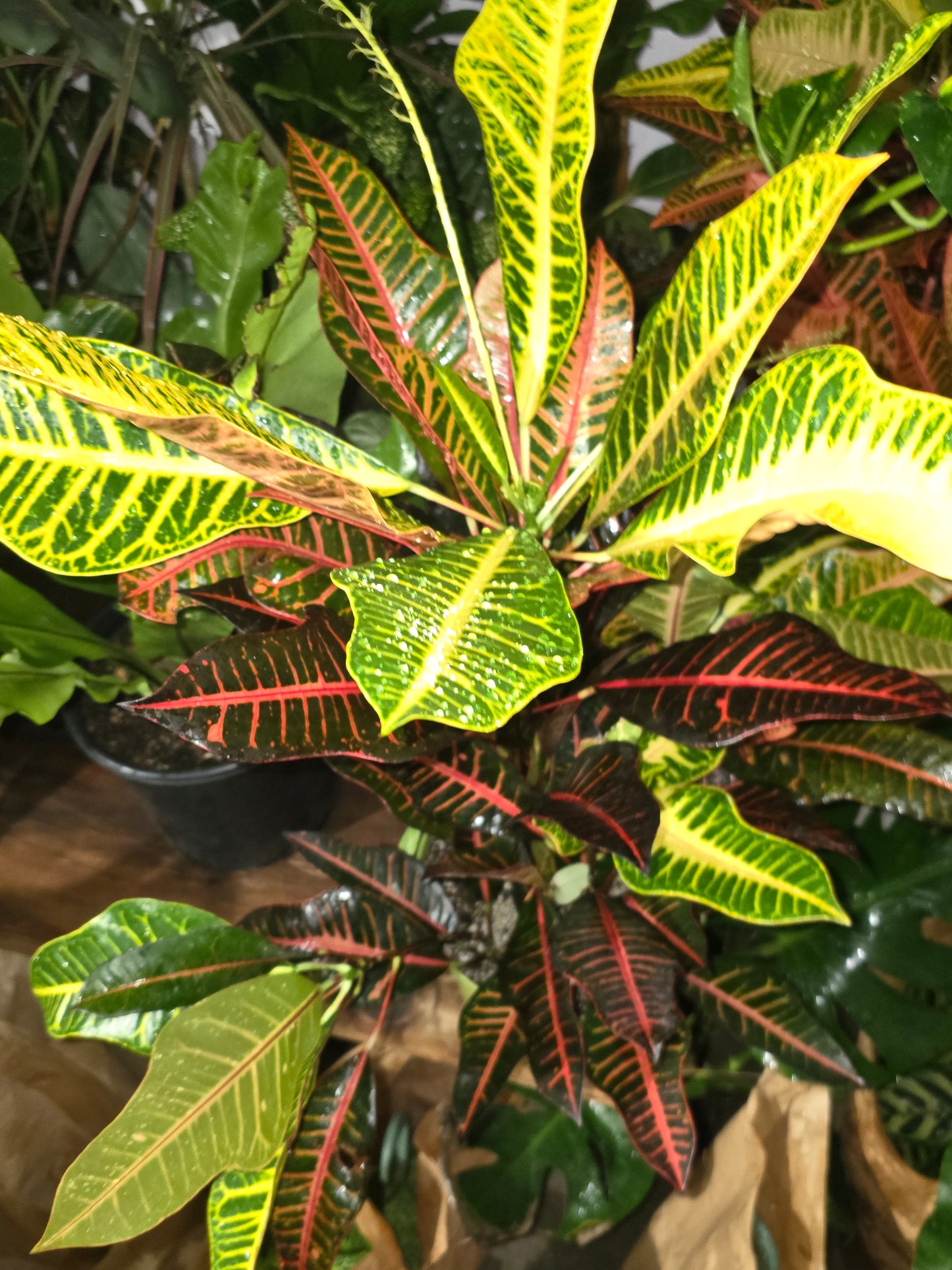8 inch inch Pot - Croton, Petra - Codiaeum variegatum 'Petra' Easy care outdoor and indoor bright light - Get similar - 🪴 Voelk Art & Plants Inc 🪴