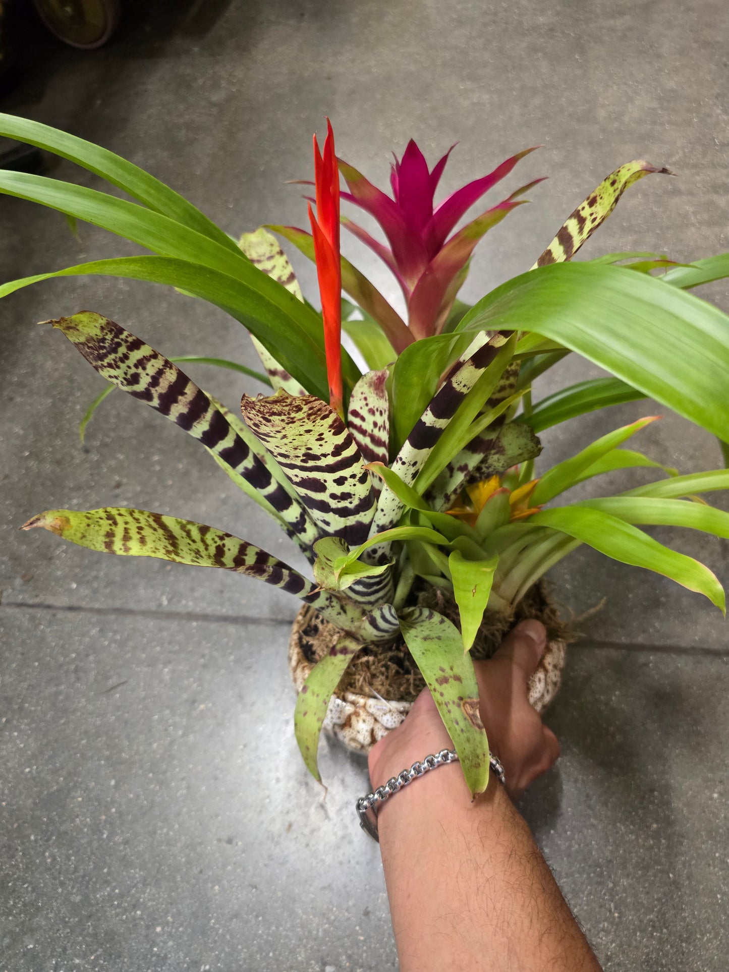 8 inch Pot- Bromelia Mix Gift plant Indoor - Get similar - 🪴 Voelk Art & Plants Inc 🪴