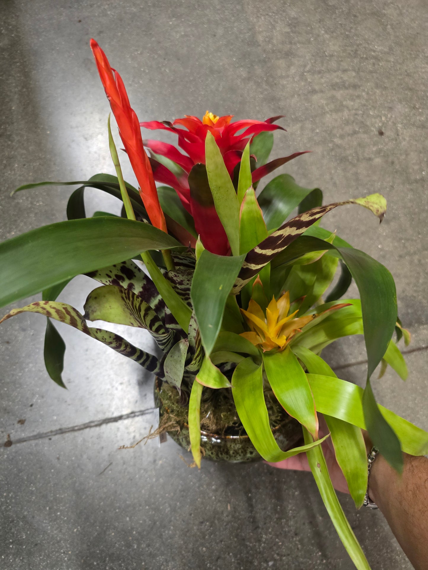 8 inch Pot- Bromelia Mix Gift plant Indoor - Get similar - 🪴 Voelk Art & Plants Inc 🪴