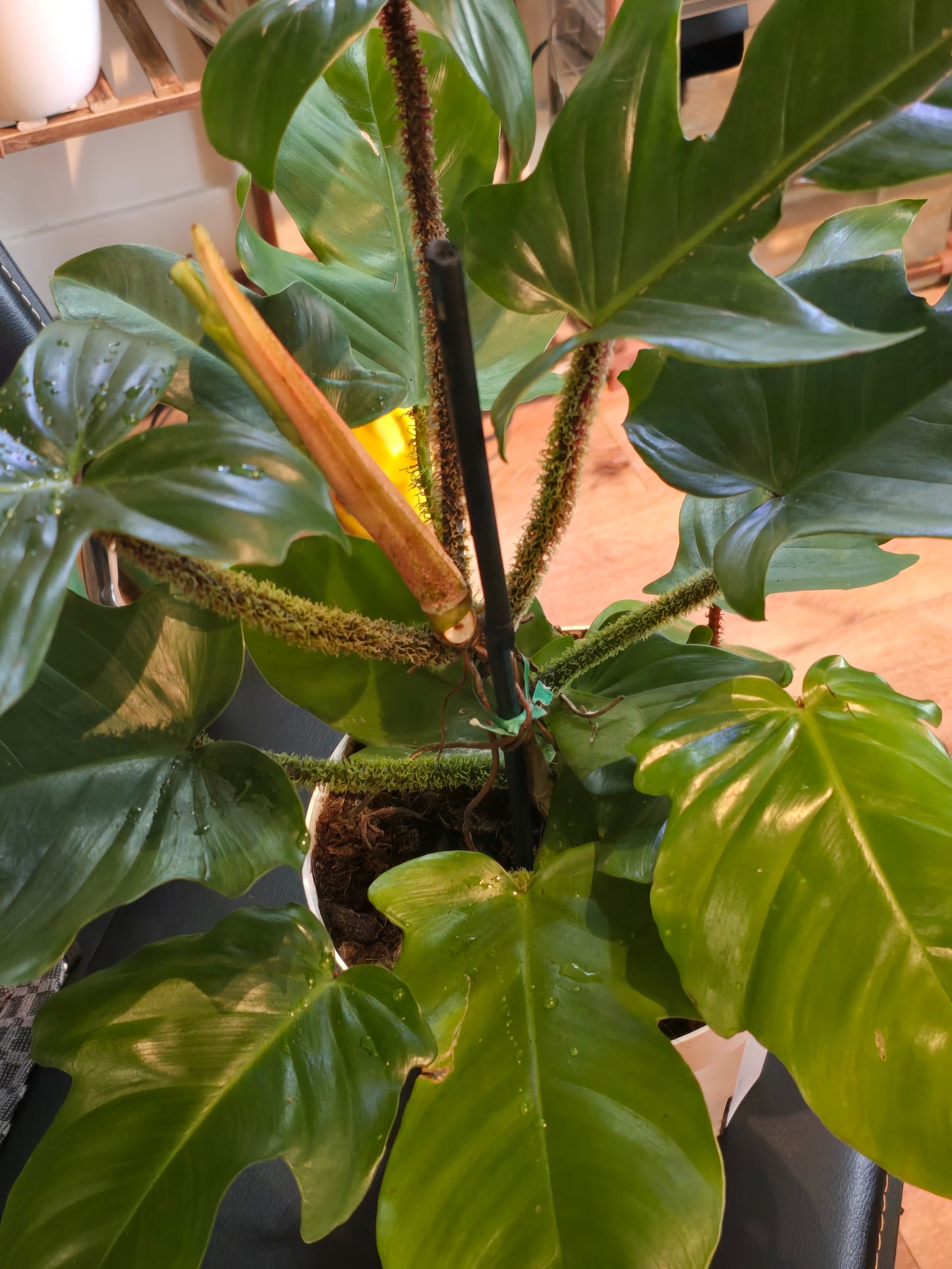 8 inch pot - Philodendron squamiferum XL big plant - Red Bristle Philodendron indoor and outdoor air purifier- Get similar to the picture - 🪴 Voelk Art & Plants Inc 🪴