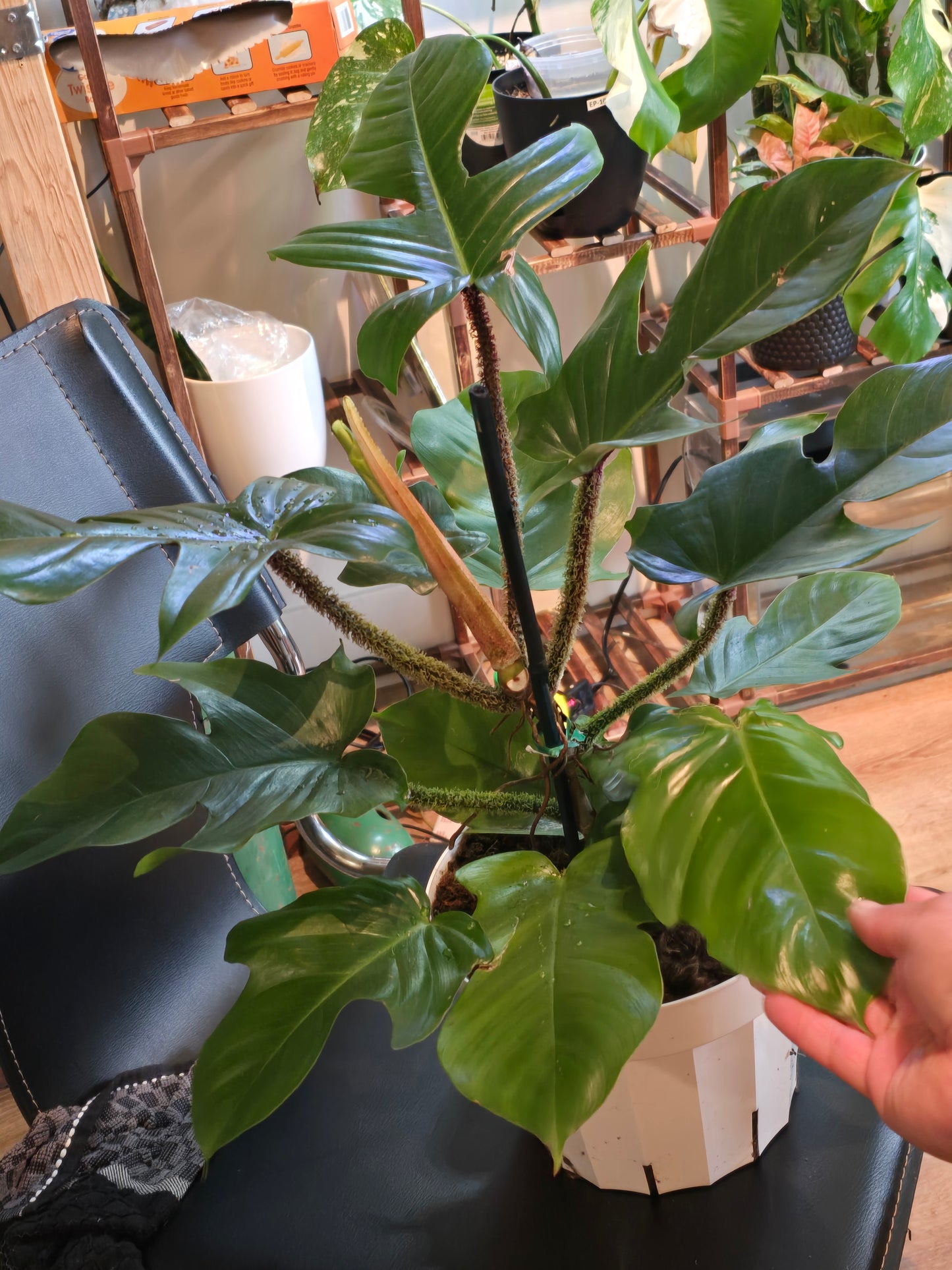 8 inch pot - Philodendron squamiferum XL big plant - Red Bristle Philodendron indoor and outdoor air purifier- Get similar to the picture - 🪴 Voelk Art & Plants Inc 🪴