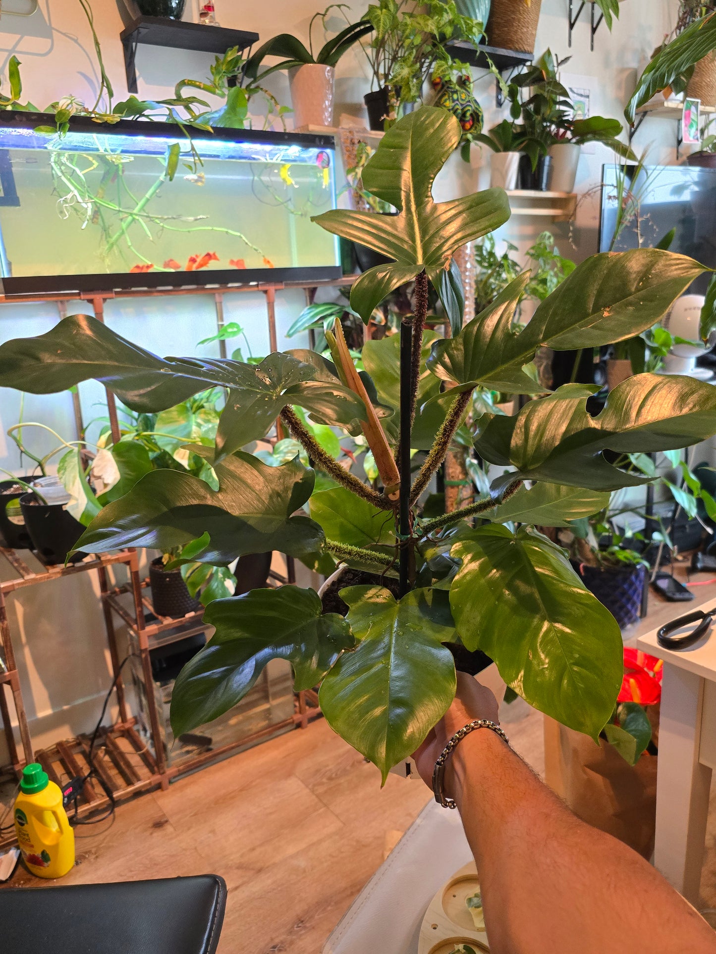8 inch pot - Philodendron squamiferum XL big plant - Red Bristle Philodendron indoor and outdoor air purifier- Get similar to the picture - 🪴 Voelk Art & Plants Inc 🪴