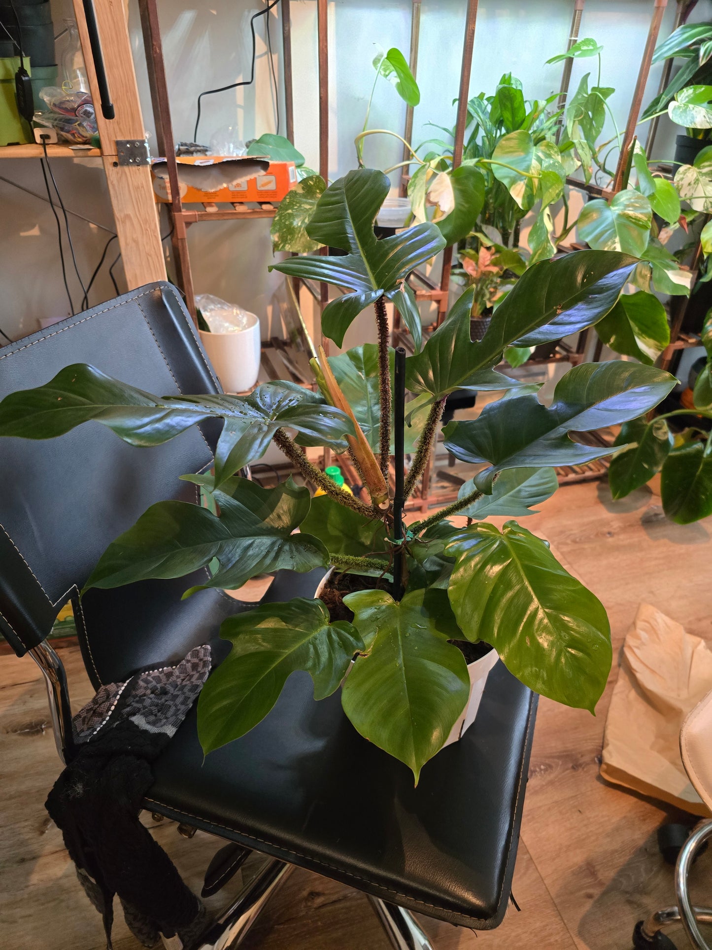 8 inch pot - Philodendron squamiferum XL big plant - Red Bristle Philodendron indoor and outdoor air purifier- Get similar to the picture - 🪴 Voelk Art & Plants Inc 🪴