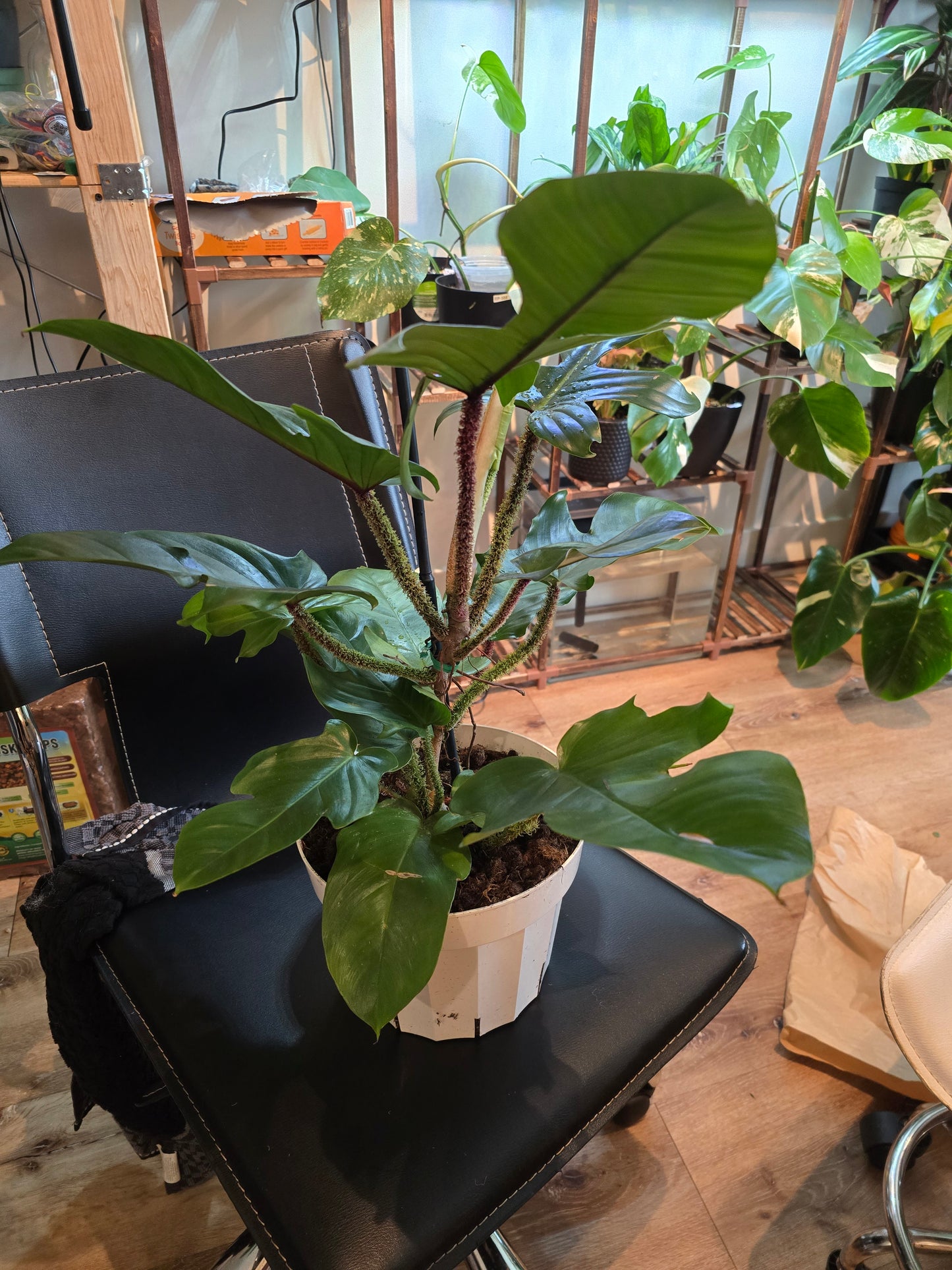 8 inch pot - Philodendron squamiferum XL big plant - Red Bristle Philodendron indoor and outdoor air purifier- Get similar to the picture - 🪴 Voelk Art & Plants Inc 🪴