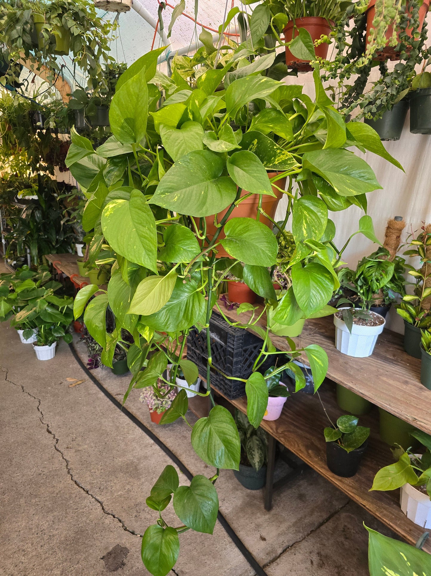 8 inch Pot- XL Golden Pothos hanging plant Elegant Air Purifier Big Bushy plant- Get similar to picture - 🪴 Voelk Art & Plants Inc 🪴
