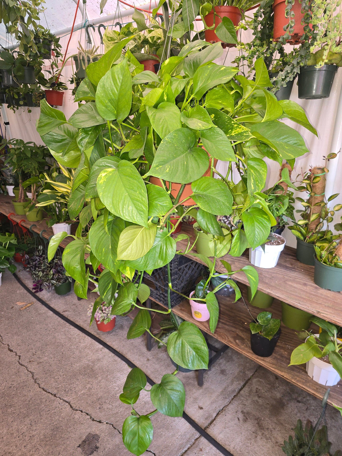 8 inch Pot- XL Golden Pothos hanging plant Elegant Air Purifier Big Bushy plant- Get similar to picture - 🪴 Voelk Art & Plants Inc 🪴