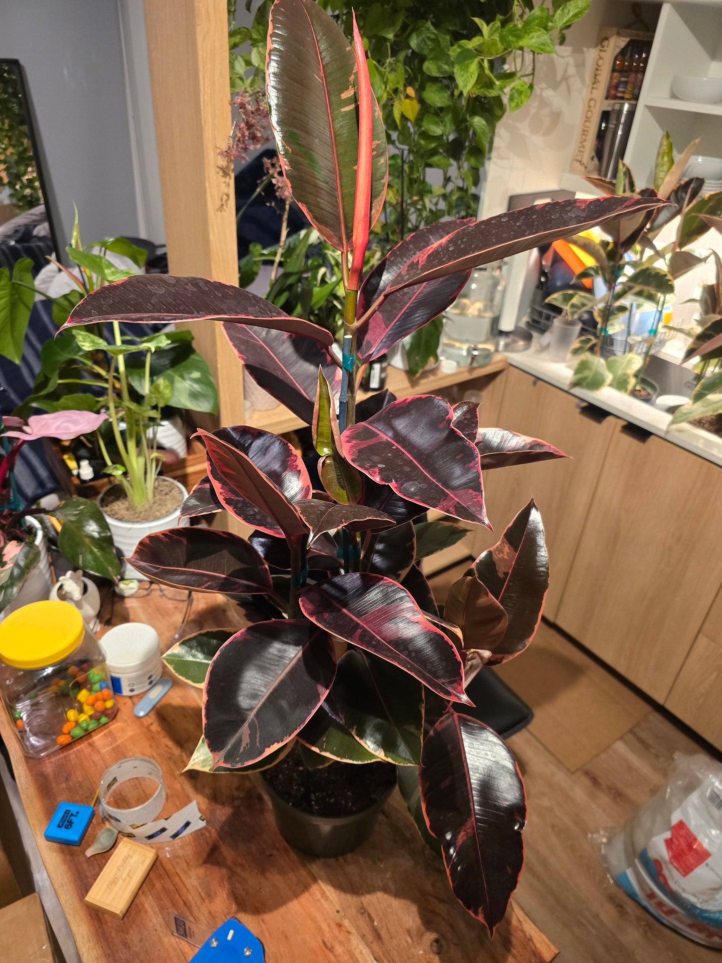 8" Pot - 2.5ft tall XL size Ficus elastica "Ruby" Variegated Rubber Tree - Get one similar to picture - 🪴 Voelk Art & Plants Inc 🪴