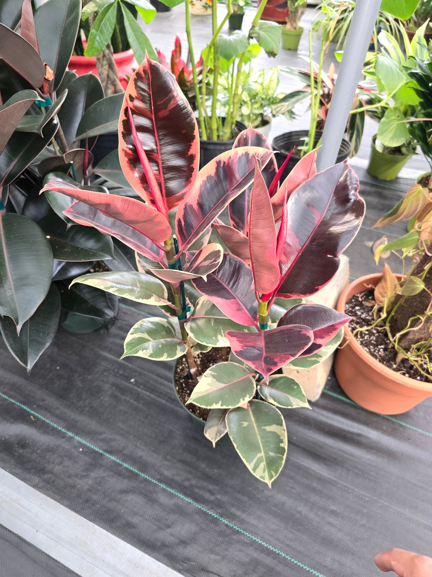 8" Pot - 2.5ft tall XL size Ficus elastica "Ruby" Variegated Rubber Tree - Get one similar to picture - 🪴 Voelk Art & Plants Inc 🪴