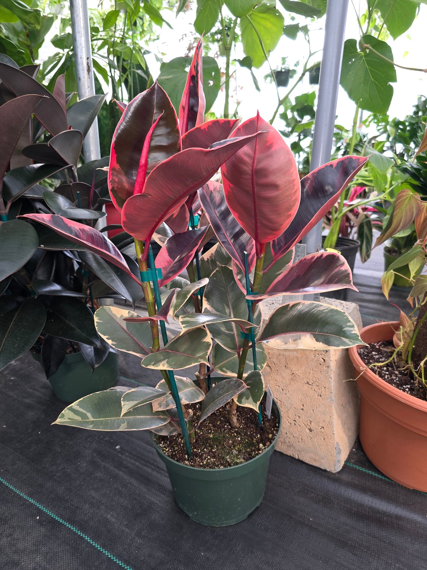 8" Pot - 2.5ft tall XL size Ficus elastica "Ruby" Variegated Rubber Tree - Get one similar to picture - 🪴 Voelk Art & Plants Inc 🪴