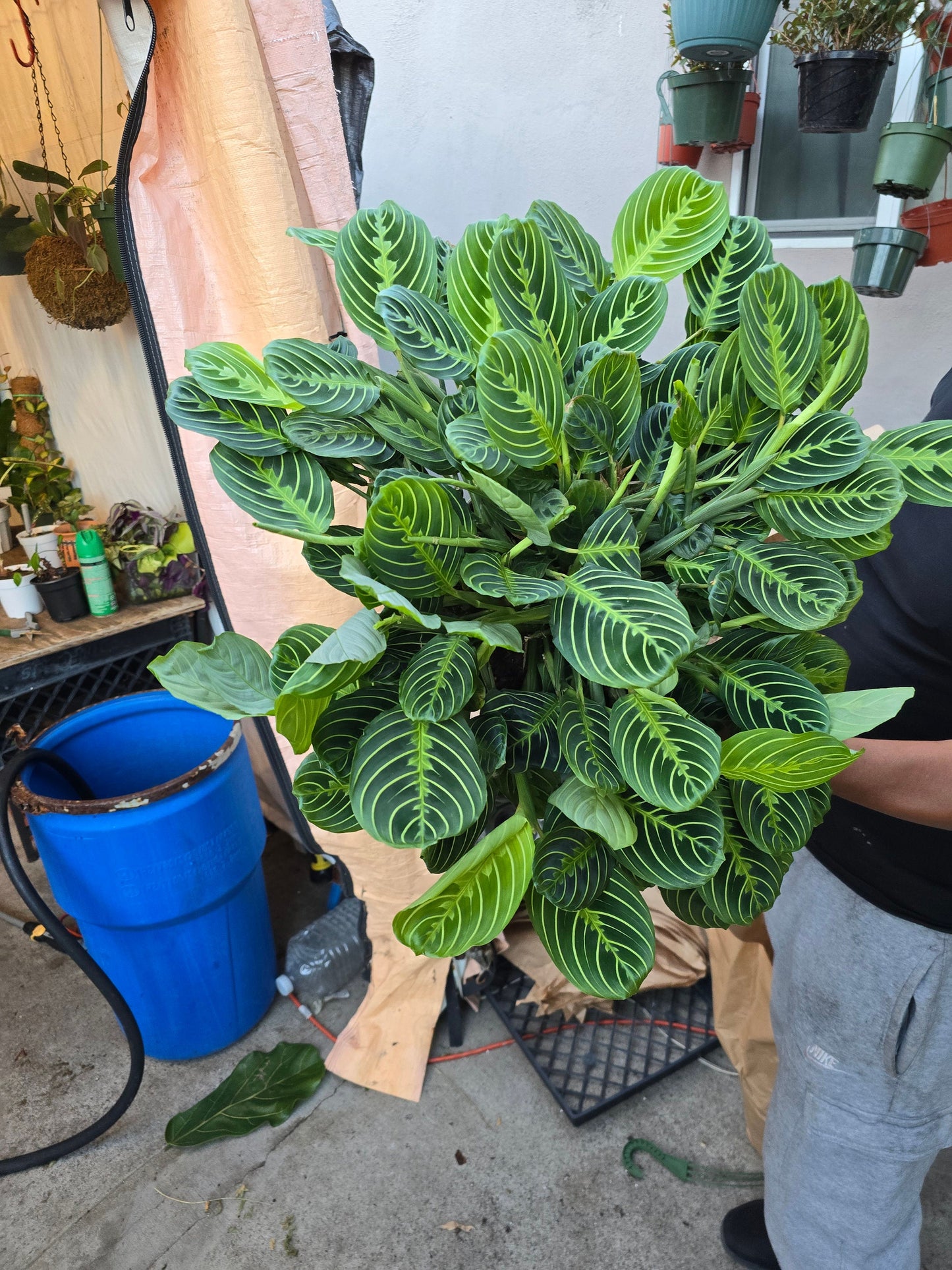 8" Pot - XL Jumbo Thorsen's Greenhouse Live Lemon Lime Prayer Plant, Marantha Leuconeura, Live Indoor Plant, 8" hanging - Get similar - 🪴 Voelk Art & Plants Inc 🪴