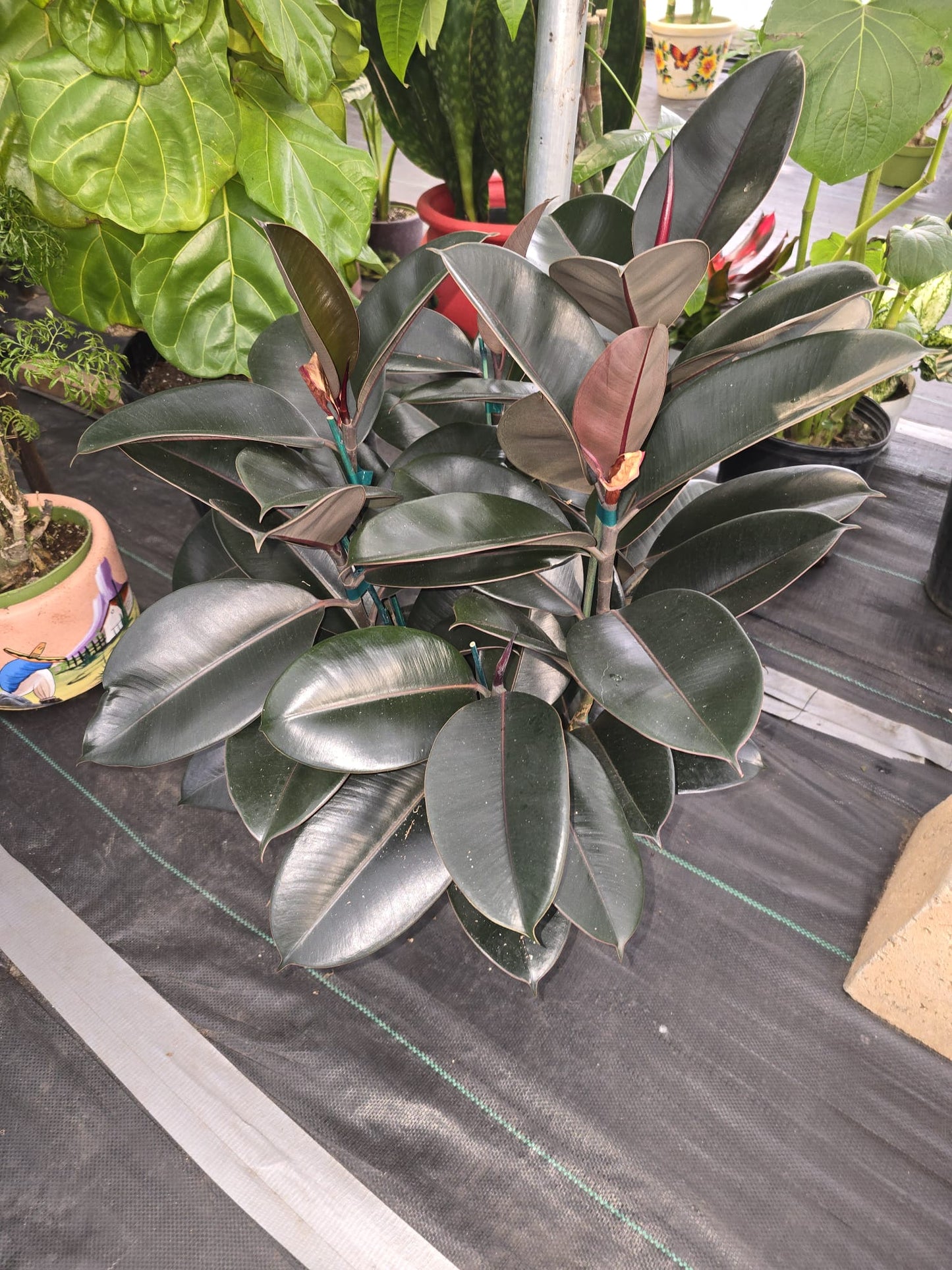 8" Pot - XL size Ficus elastica "Cabarnet" Variegated Rubber Tree - Get one similar to picture - 🪴 Voelk Art & Plants Inc 🪴