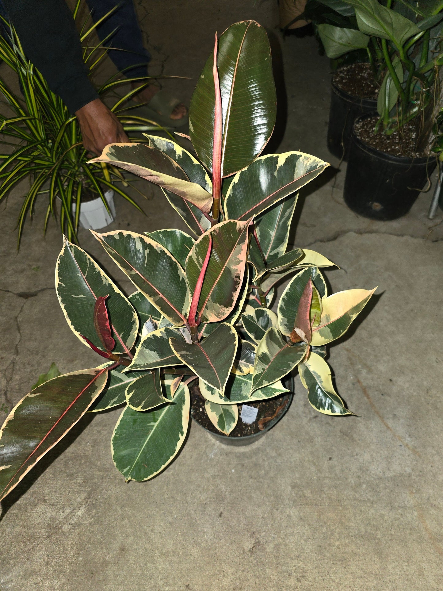 8" Pot - XL size Ficus elastica "Tineke" Variegated Rubber Tree - Get one similar to picture - 🪴 Voelk Art & Plants Inc 🪴