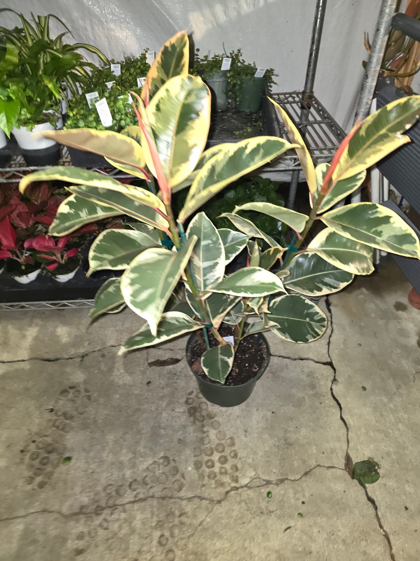 8" Pot - XL size Ficus elastica "Tineke" Variegated Rubber Tree - Get one similar to picture - 🪴 Voelk Art & Plants Inc 🪴