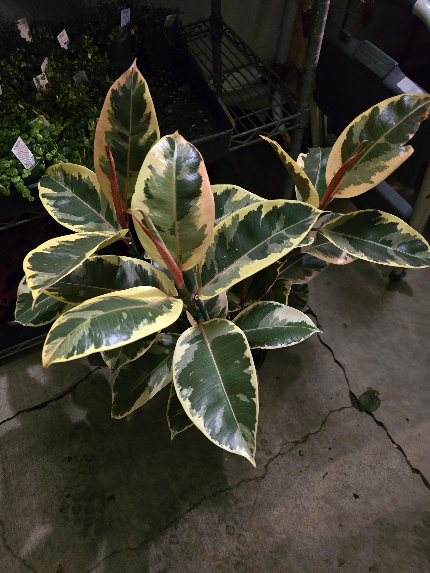 8" Pot - XL size Ficus elastica "Tineke" Variegated Rubber Tree - Get one similar to picture - 🪴 Voelk Art & Plants Inc 🪴