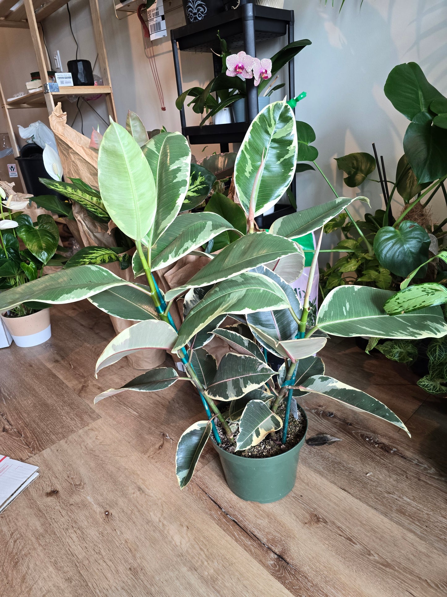 8" Pot - XL size Ficus elastica "Tineke" Variegated Rubber Tree - Get one similar to picture - 🪴 Voelk Art & Plants Inc 🪴